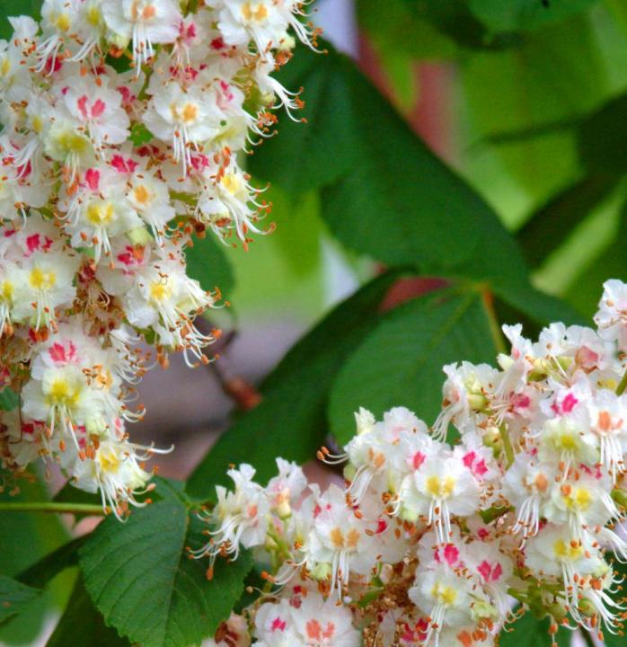 flowering chestnut