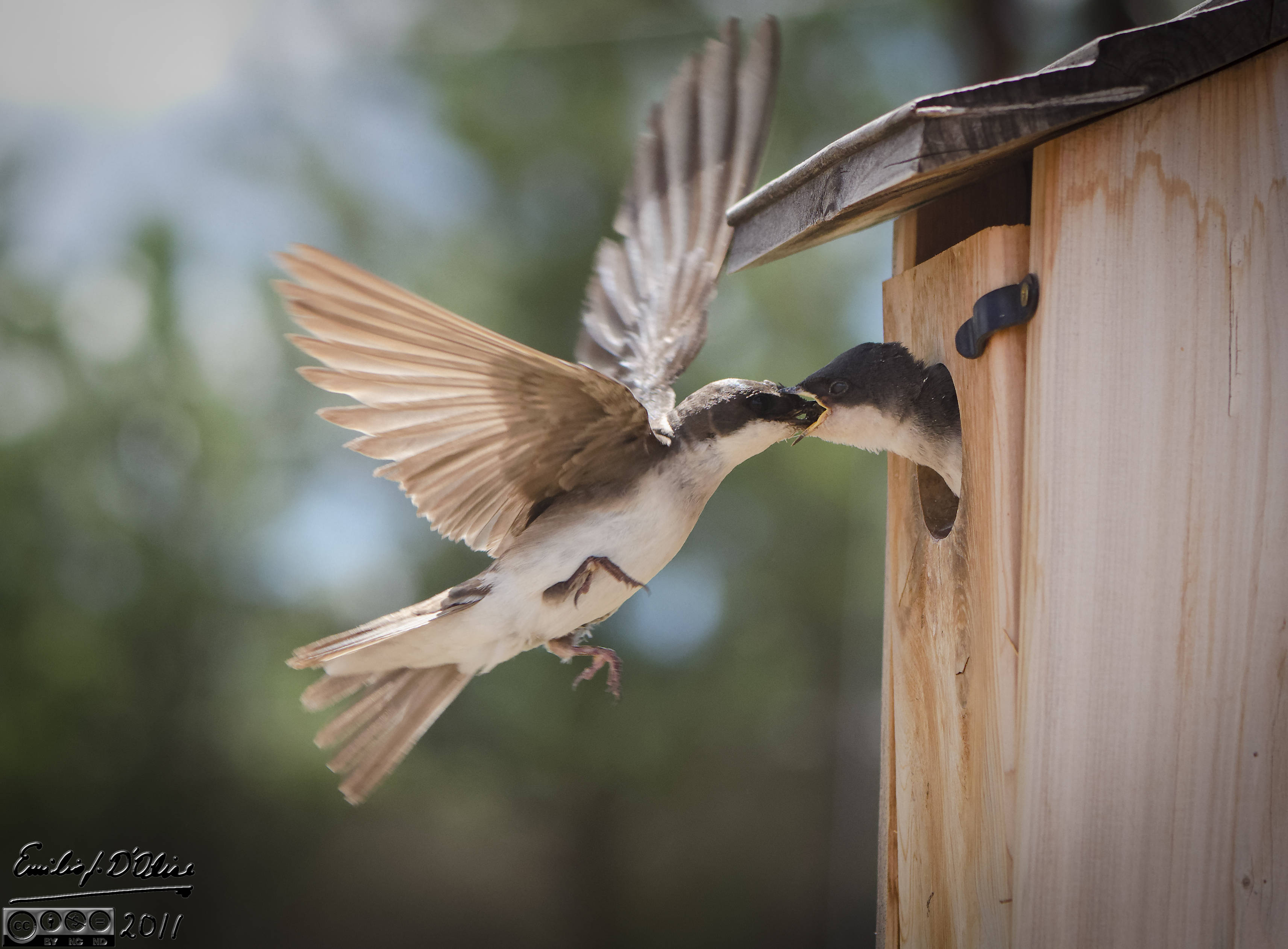 a-tree-swallow-feeding-its-young-shutterbug