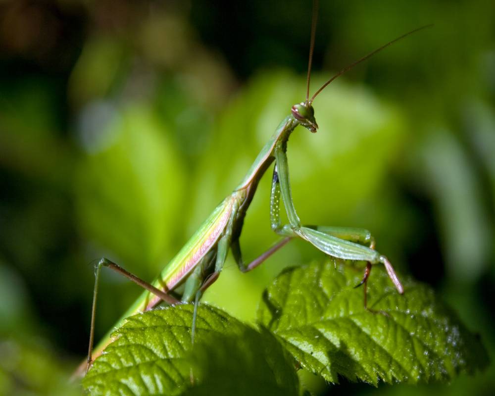 Praying Mantis Shutterbug