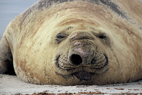 Extreme Island Hopping: Tips For Photographing The Far-Flung Falkland ...