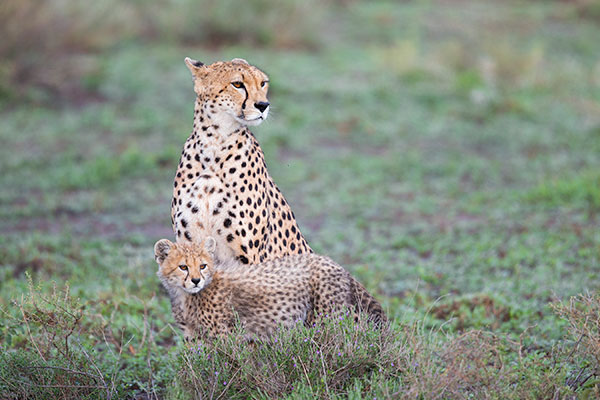 Young & Wild: 16-Year-Old Wildlife Photographer on How to Capture ...