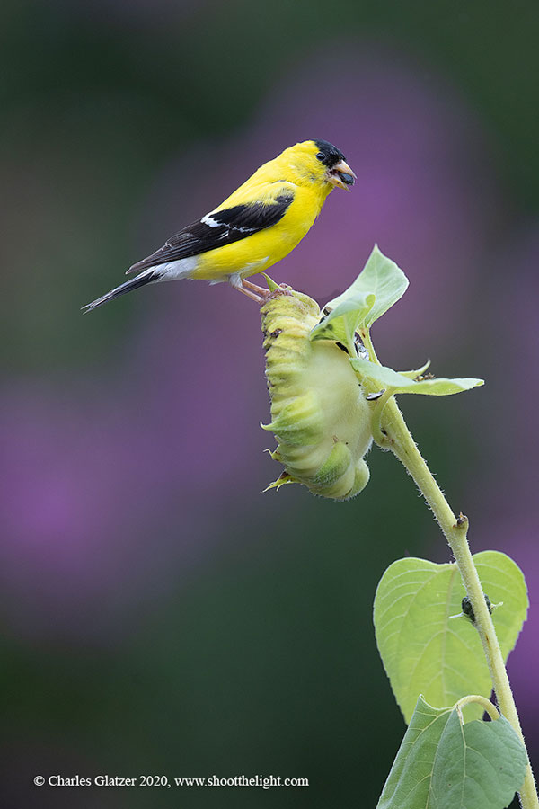 Photographer Captures Gorgeous Bird Photos in Her Own Backyard