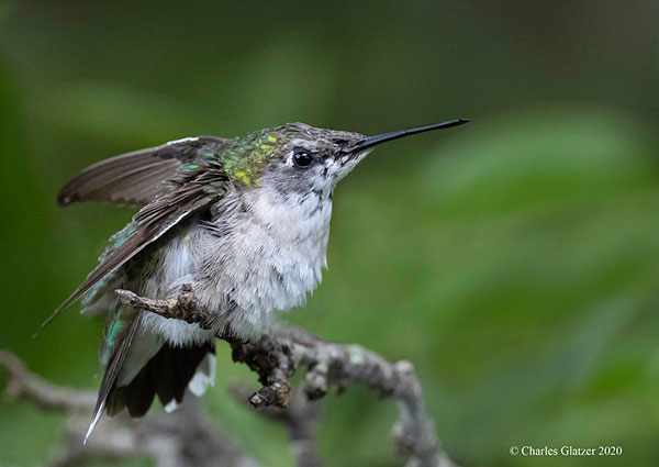 Photographer Captures Gorgeous Bird Photos in Her Own Backyard