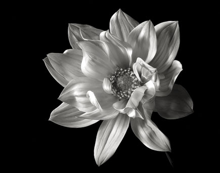 Black And White Flower Portraiture Shutterbug