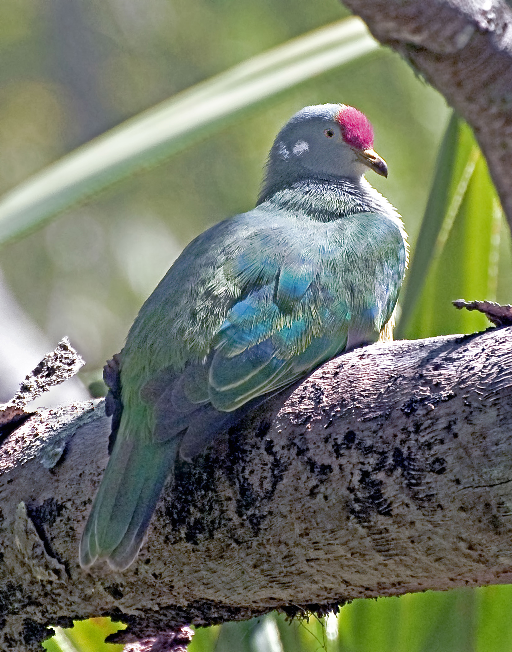 Rare bird. Ptilinopus insularis. Rare Bird rare Bird. Редкие птицы на острове Хендерсон. Остров фрукты птицы.