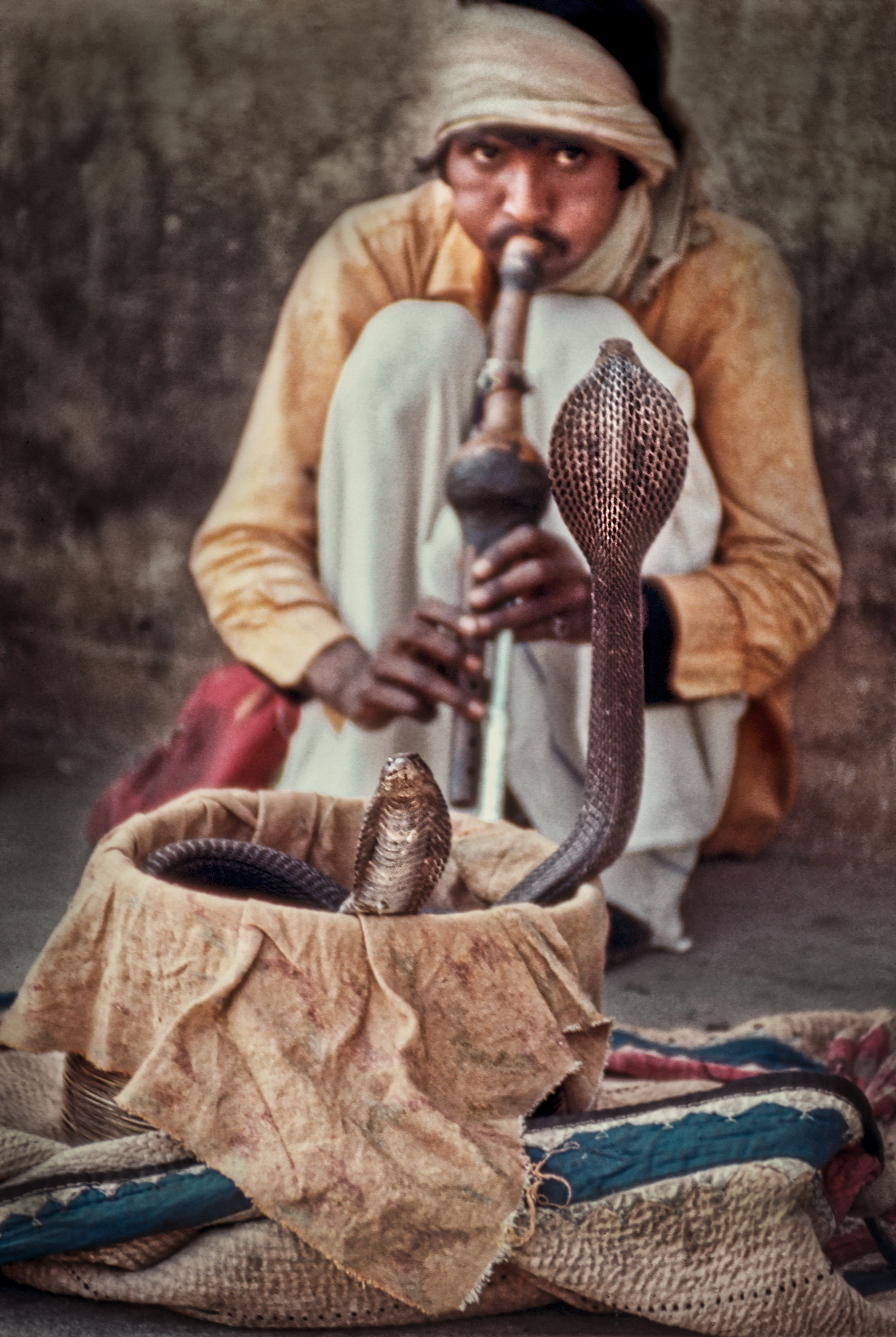 Индейцы змеи. The Snake Charmer певица. Snake Charmer Жером. The Snake Charmer волынщица. Richard Tanner: Snake Charmer.