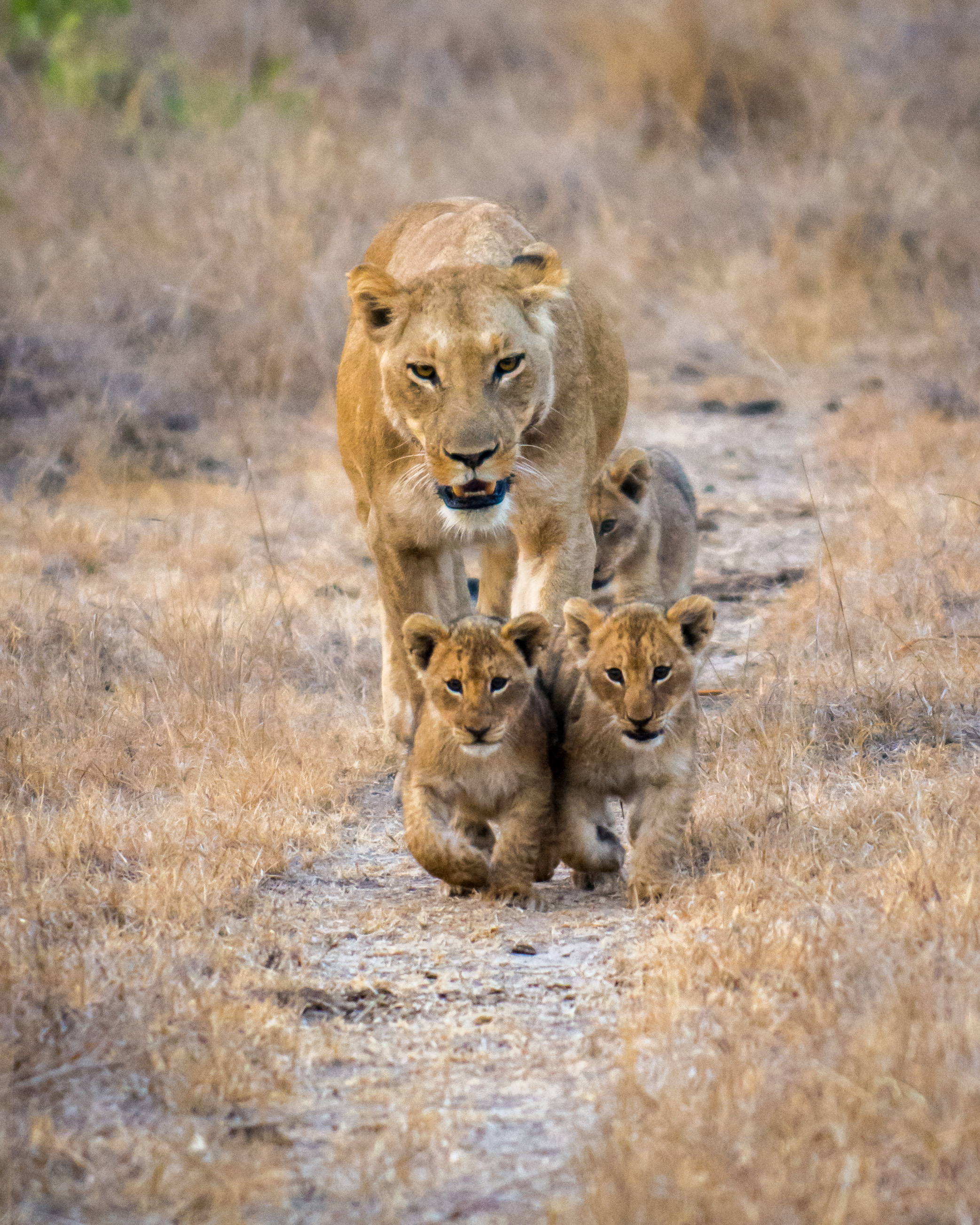 Фото лев львица и 2 львенка