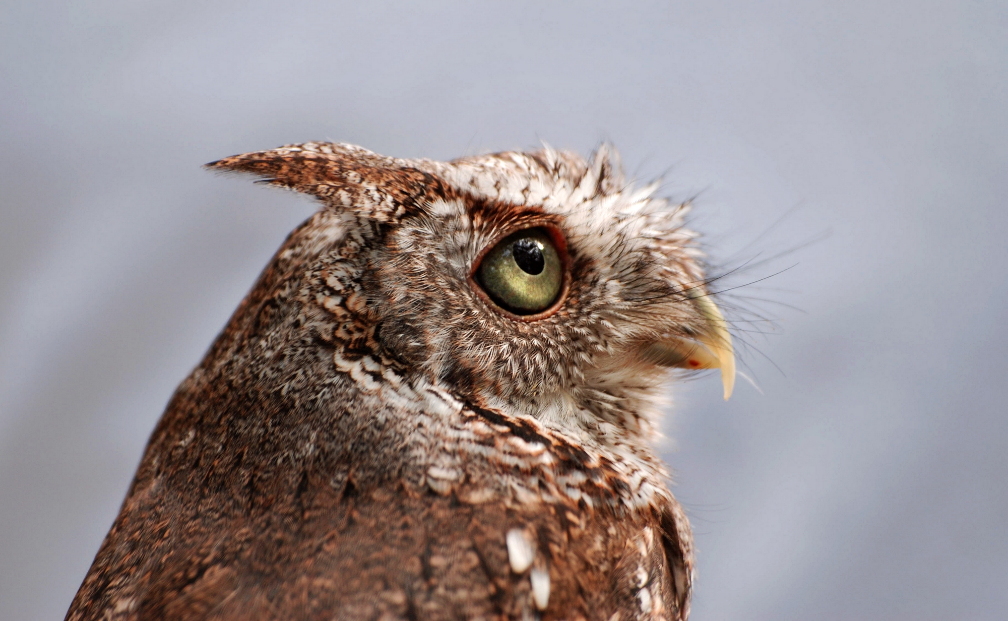 Eastern Screech Owl. Голос Совы. Screech.