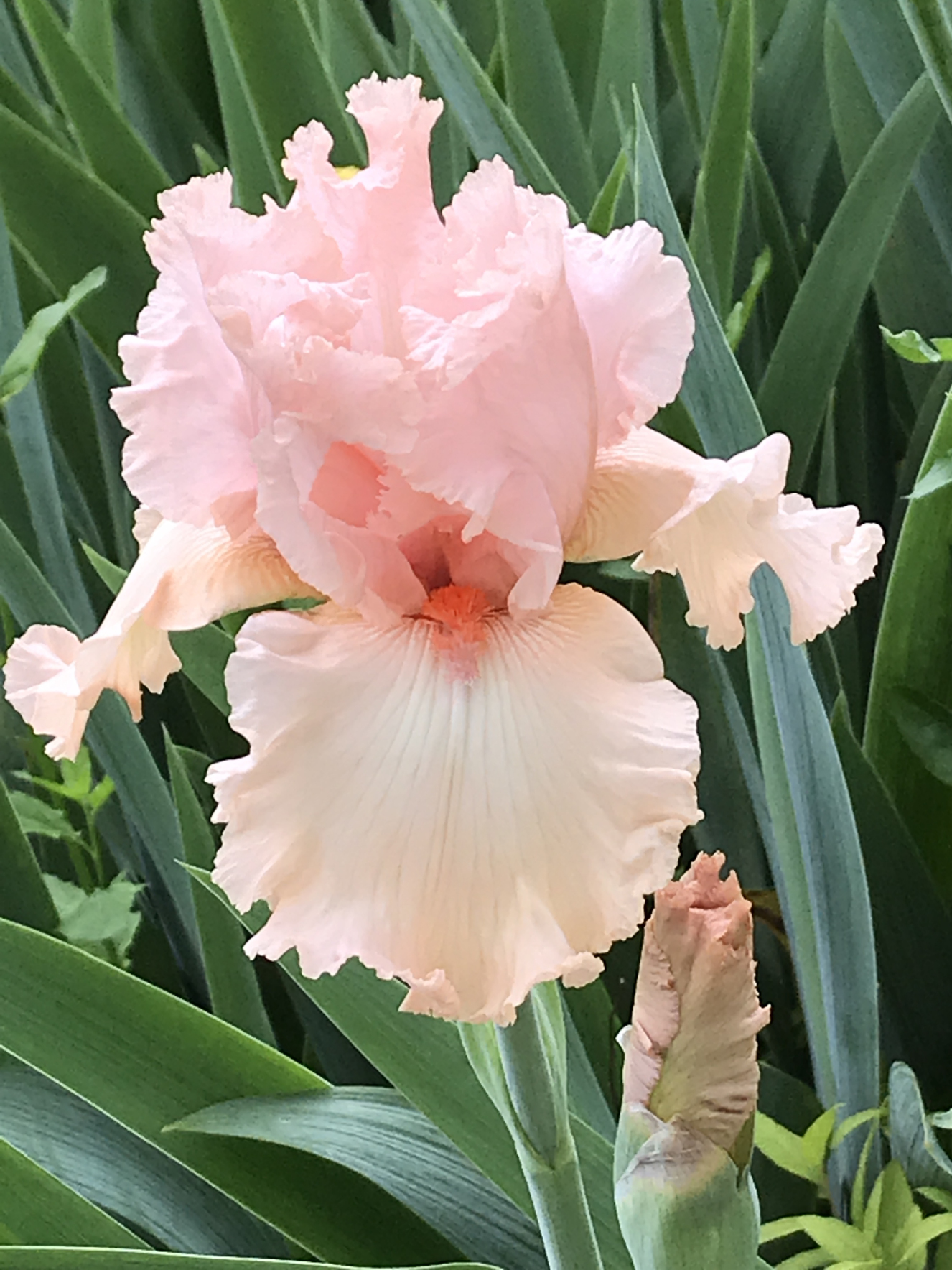 Peach / Pink Iris 2020 | Shutterbug