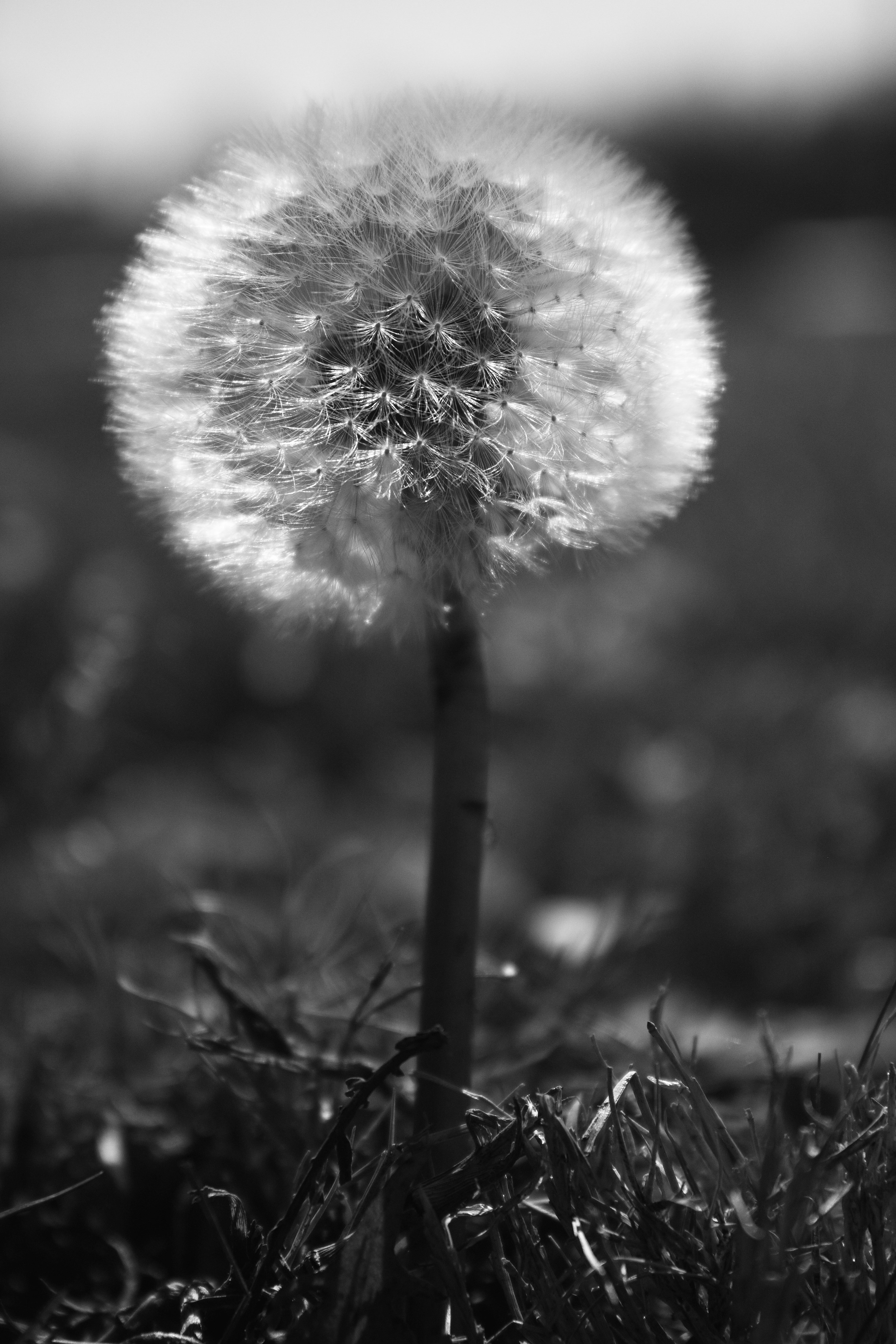 Dandelion in Black and White | Shutterbug