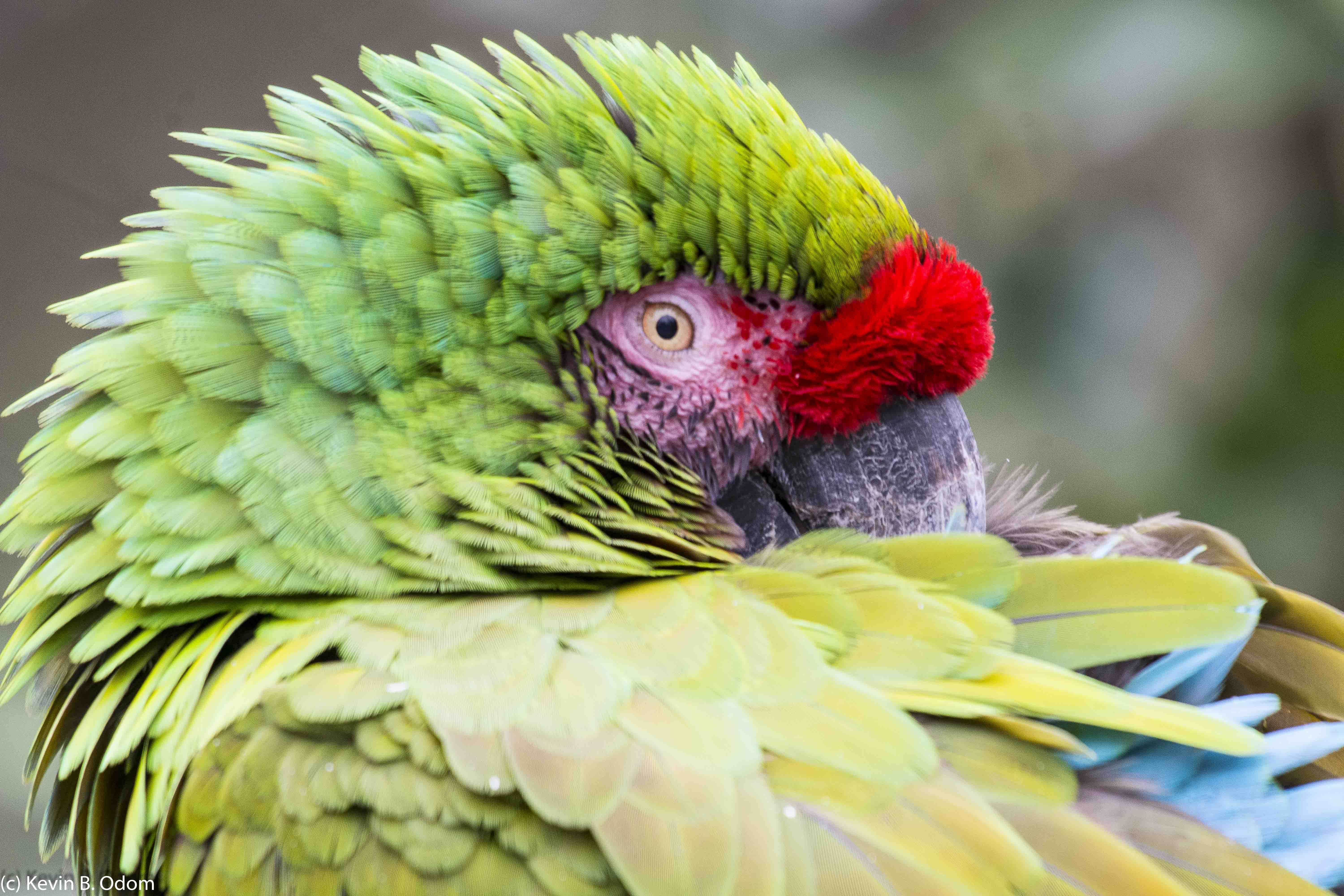 Eye Of The Macaw | Shutterbug