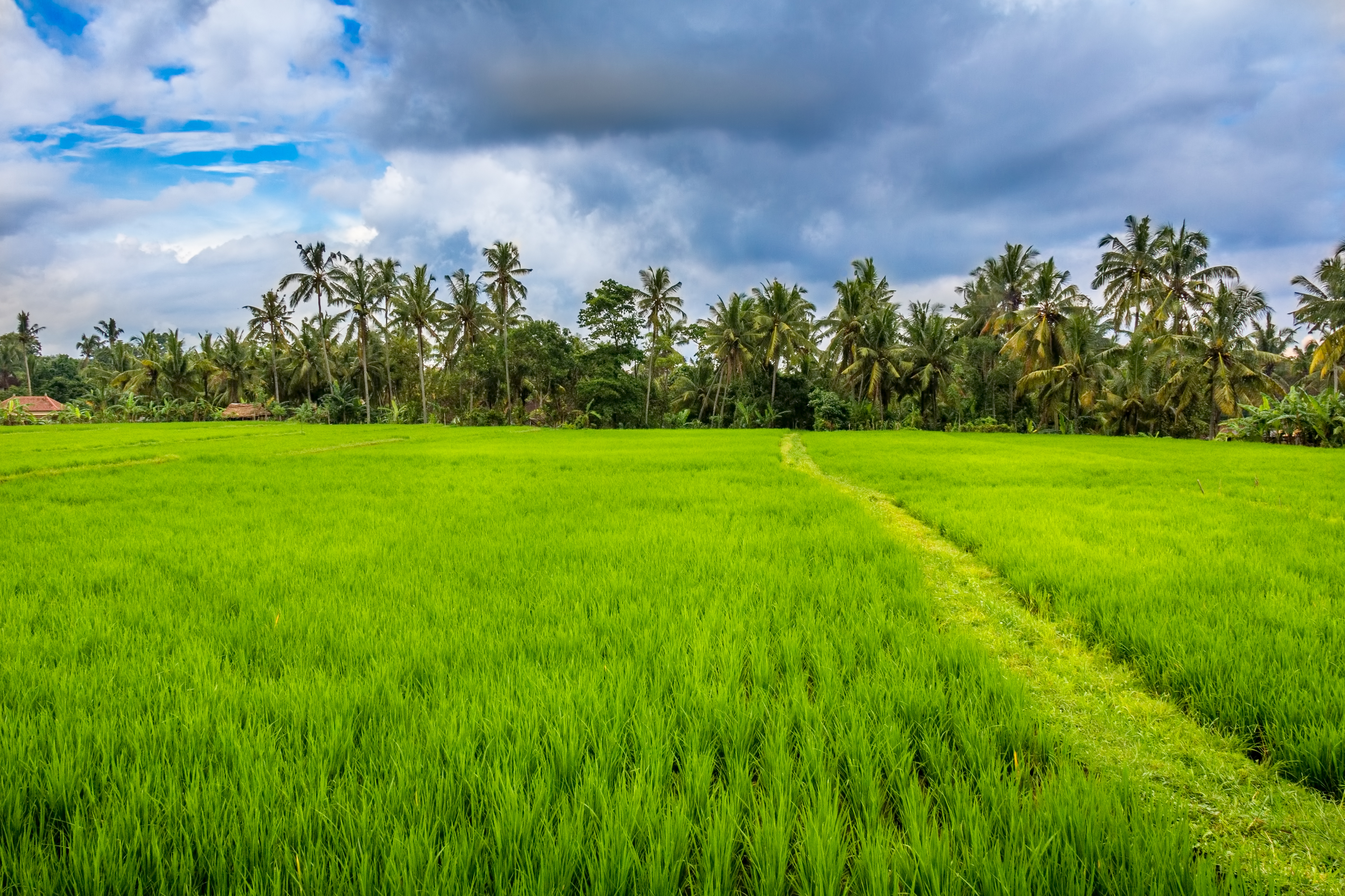 Paddy. Керала рисовые поля. Paddy field. Рис Керала красный. Paddy Galloway.