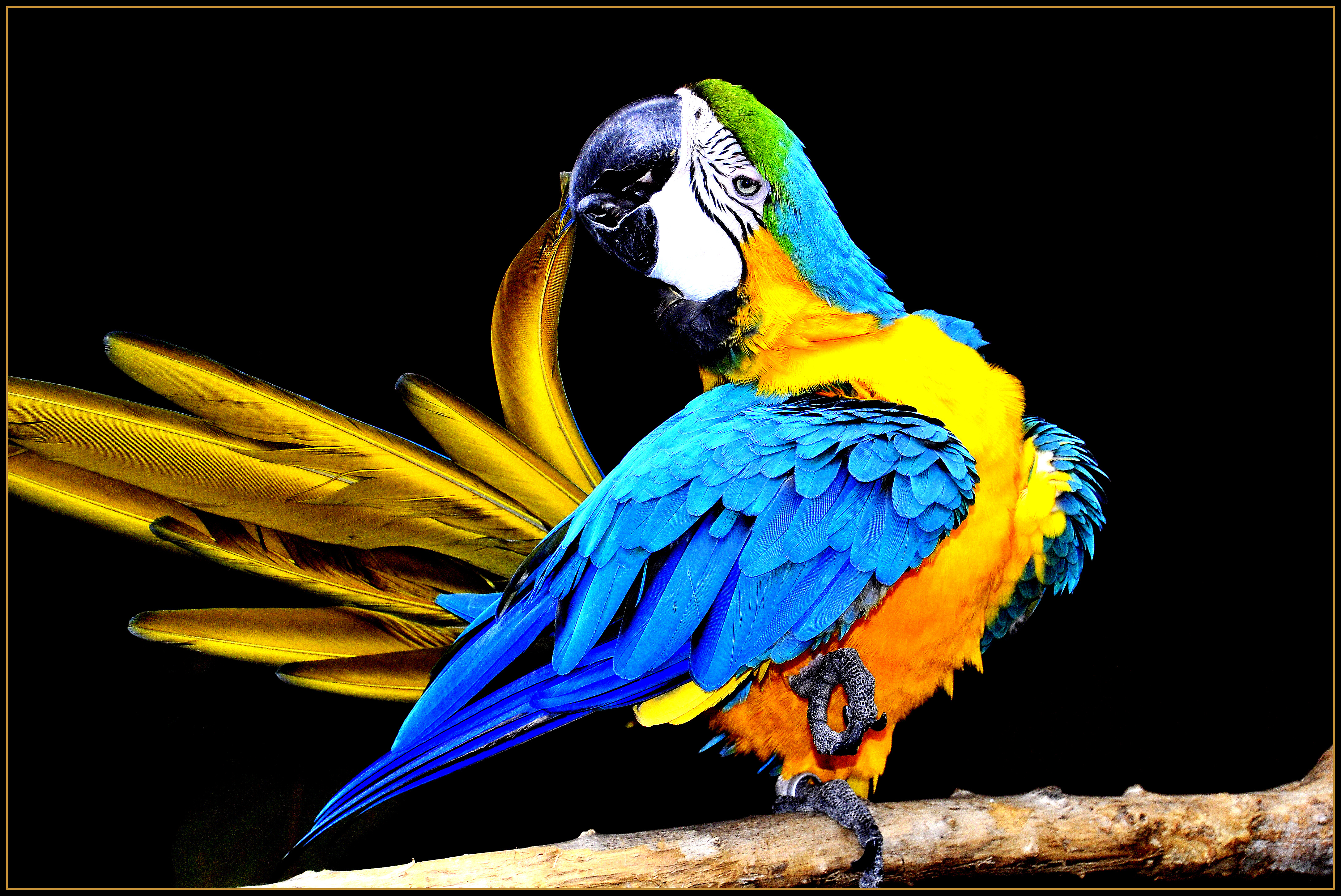 Parrot | Shutterbug