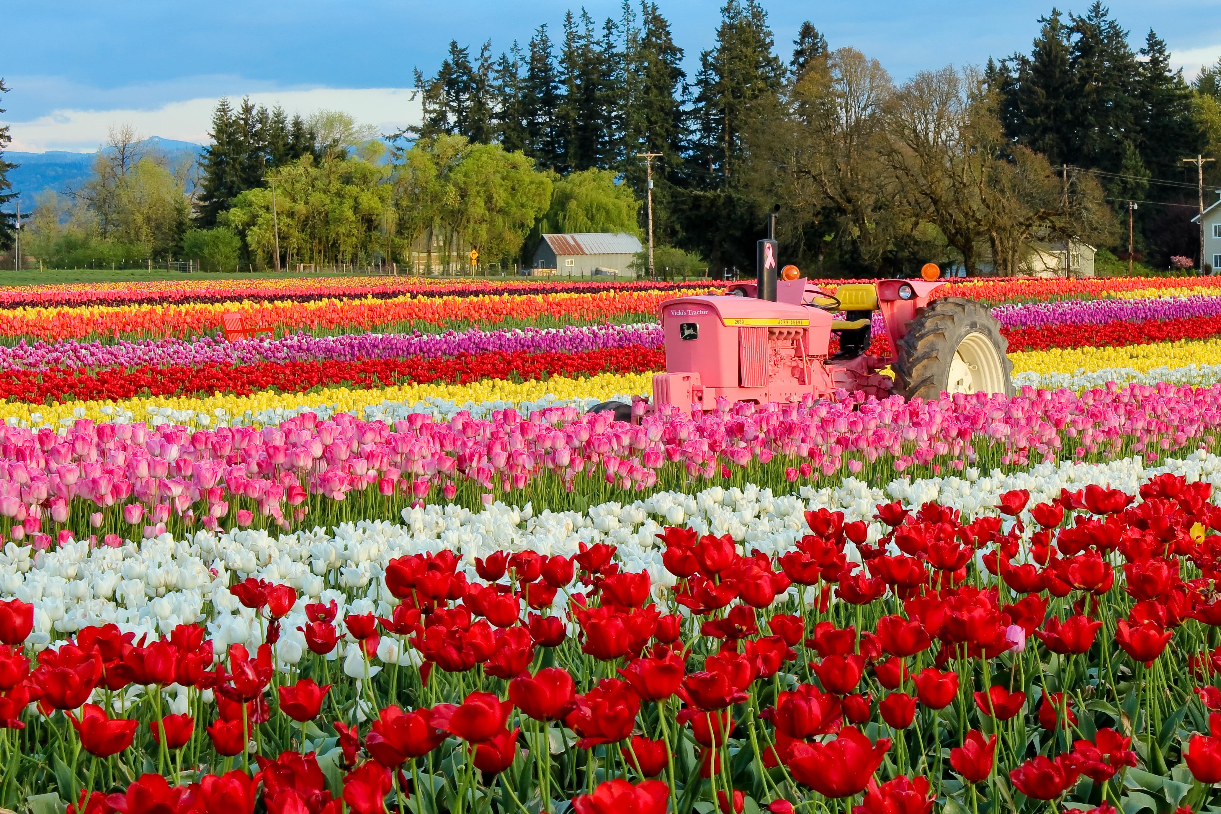 Wooden Shoe Tulip Festival, Oregon | Shutterbug