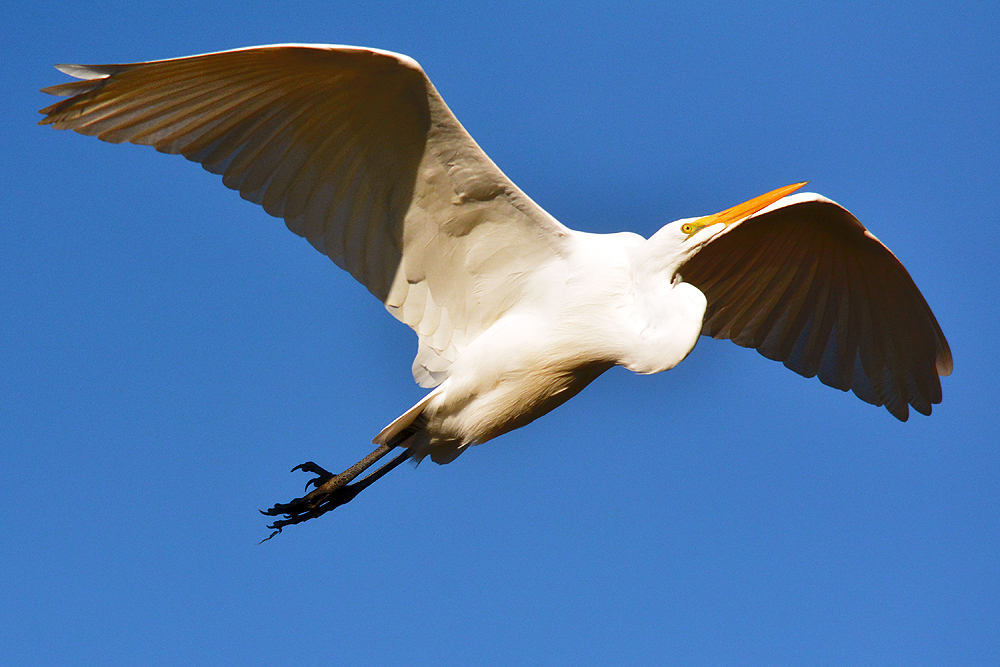 Great White Egret in Flight | Shutterbug