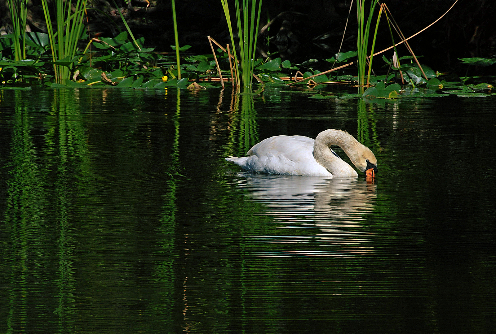 Green Swan | Shutterbug