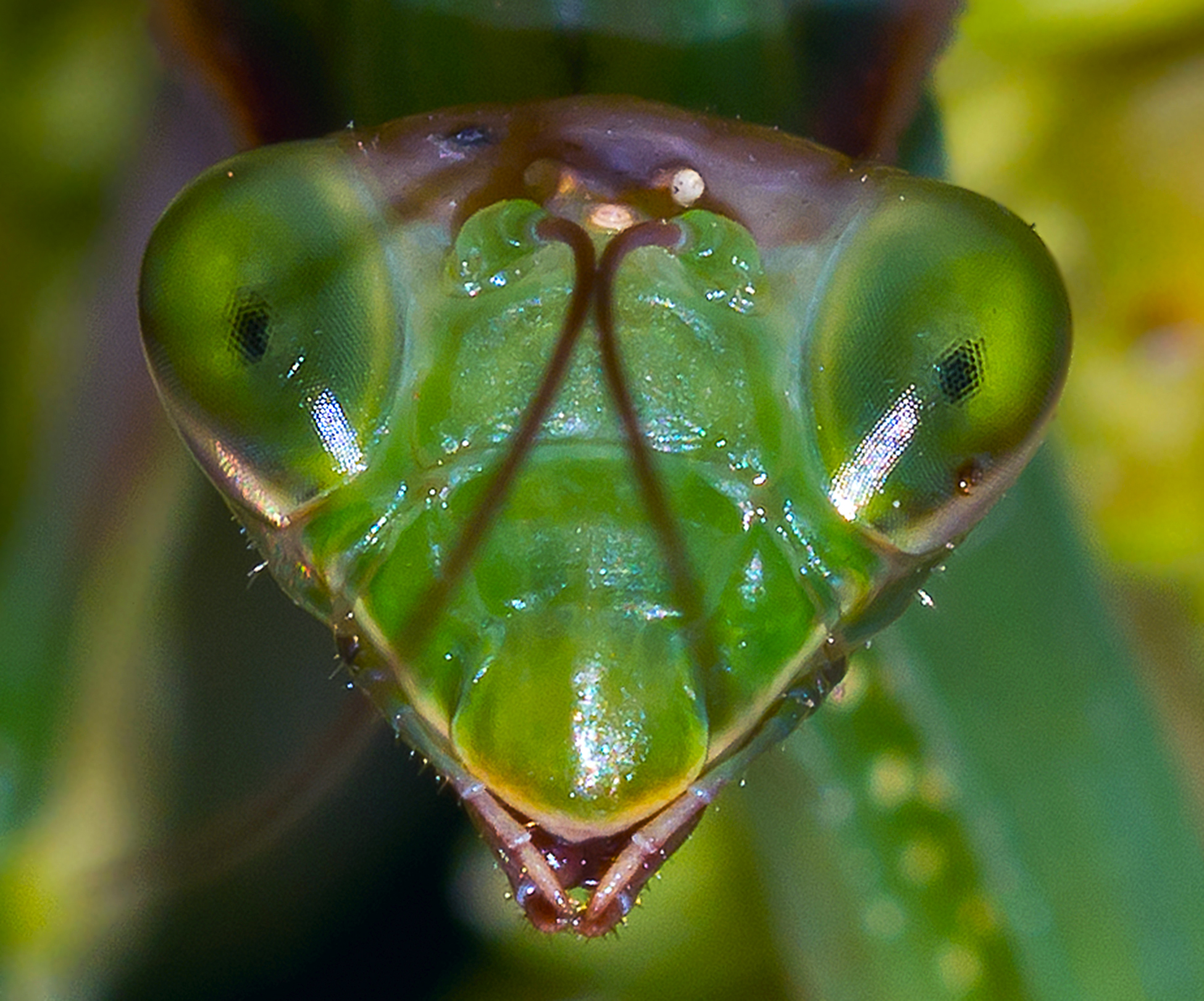 giant preying mantis