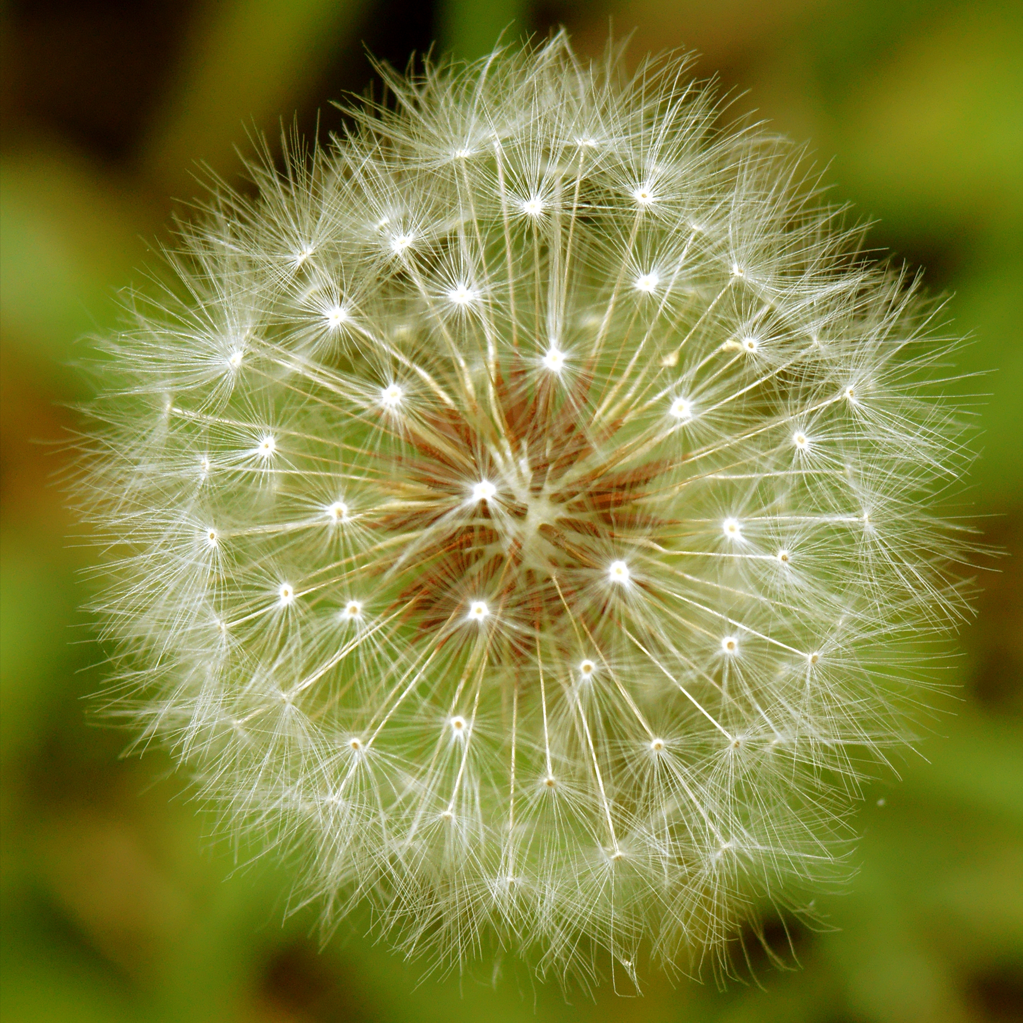 Dandelion Seed Ball | Shutterbug