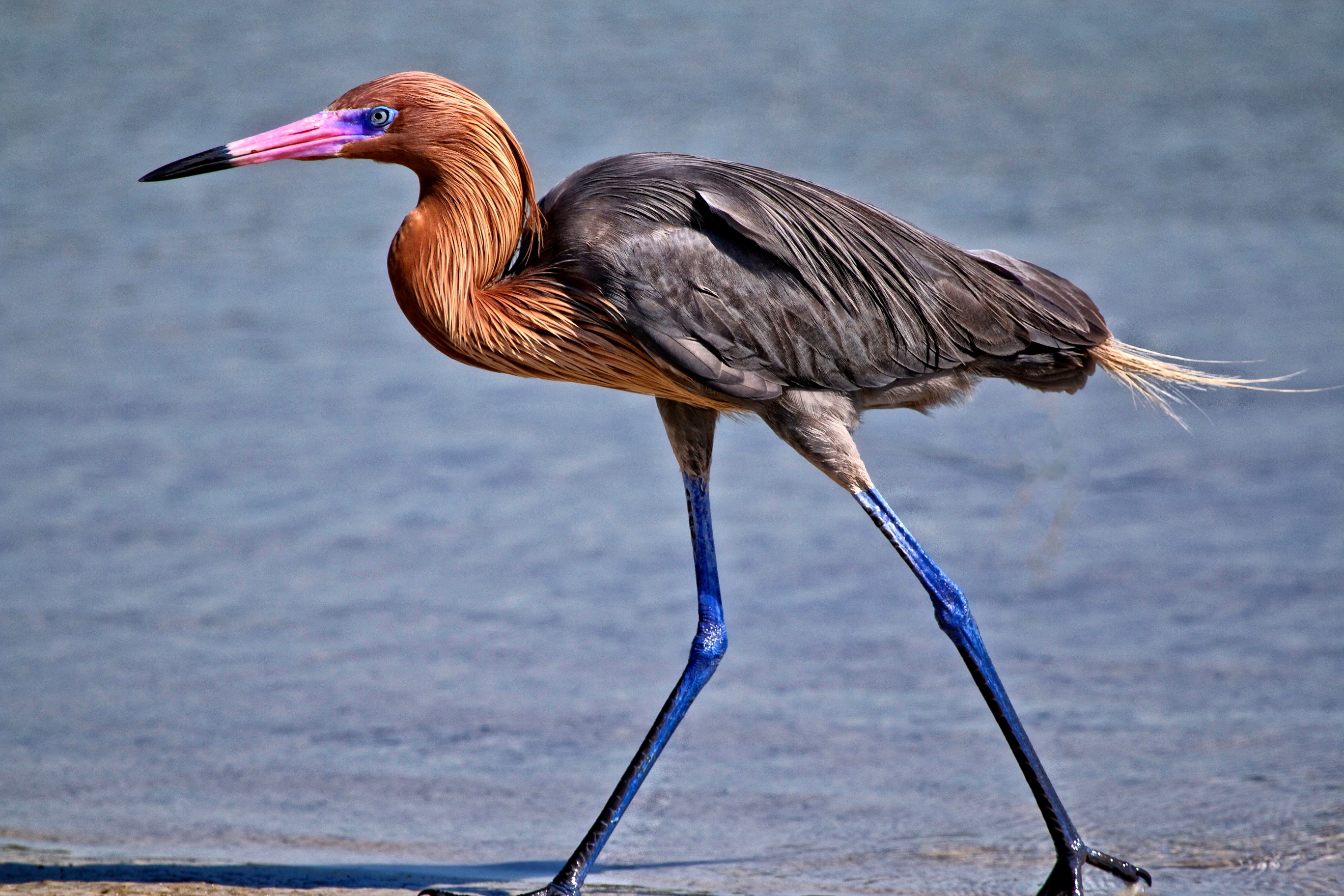 Reddish Egret on the Gulf of Mexico | Shutterbug