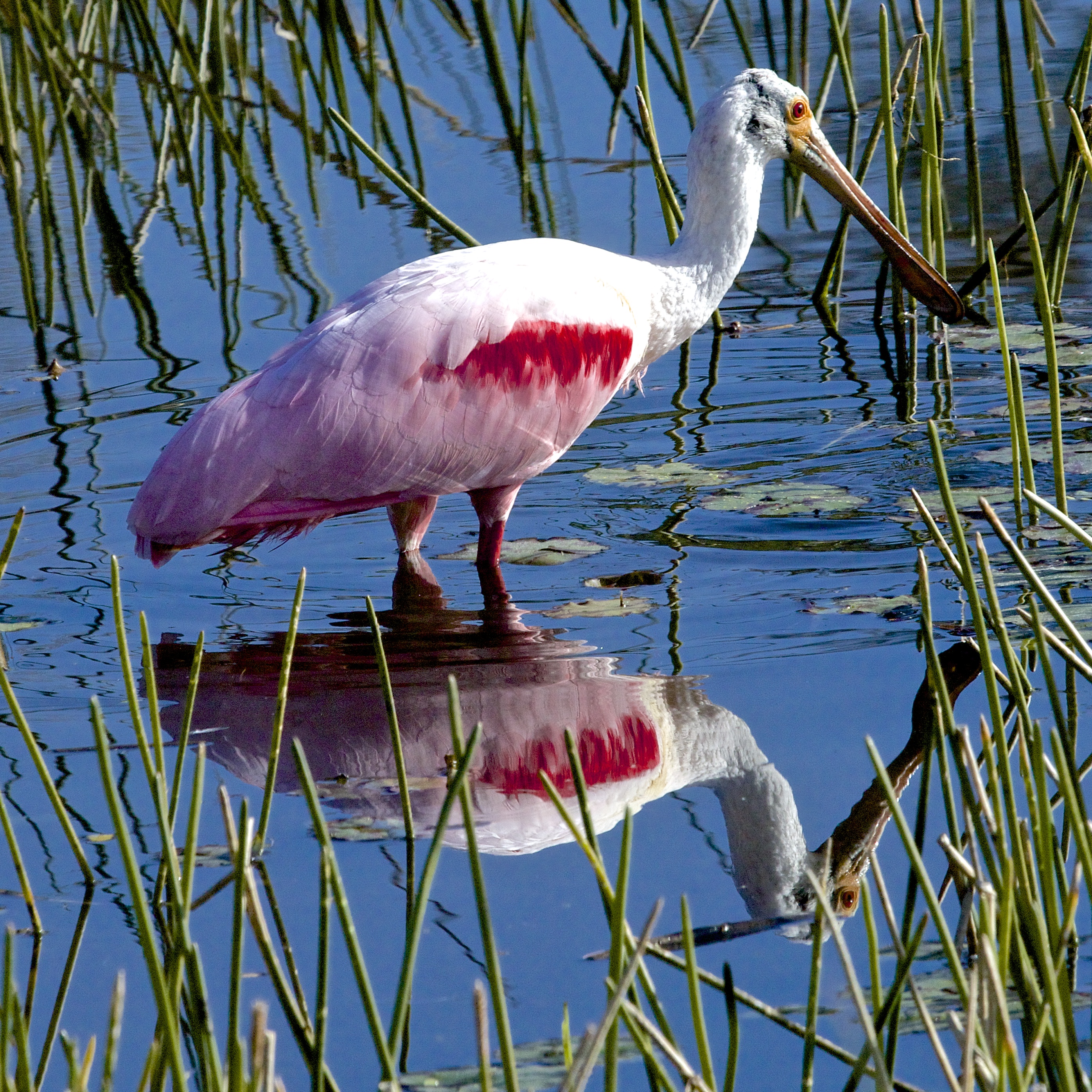 Roseate Spoonbill reflection | Shutterbug