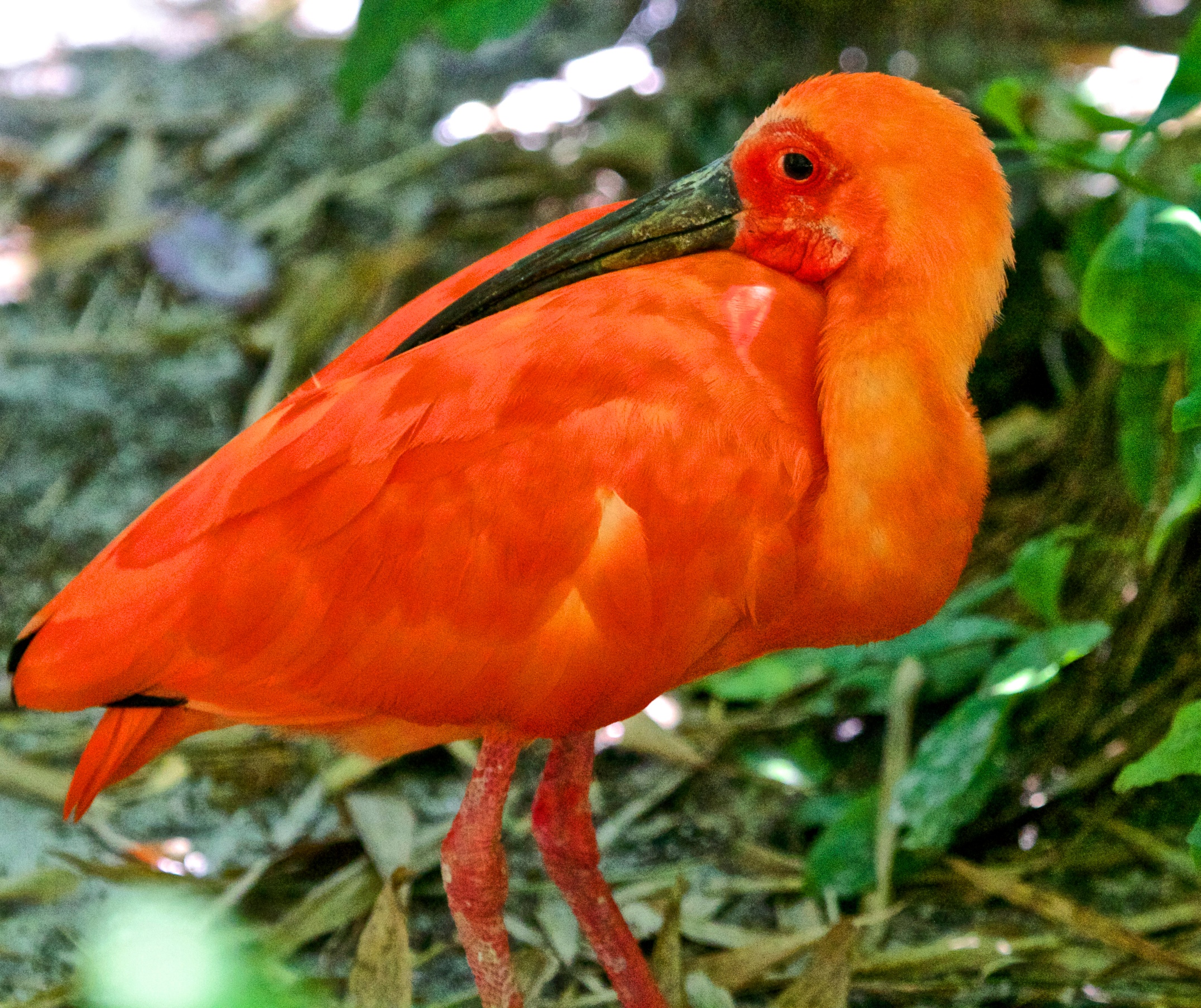 Scarlet Ibis | Shutterbug