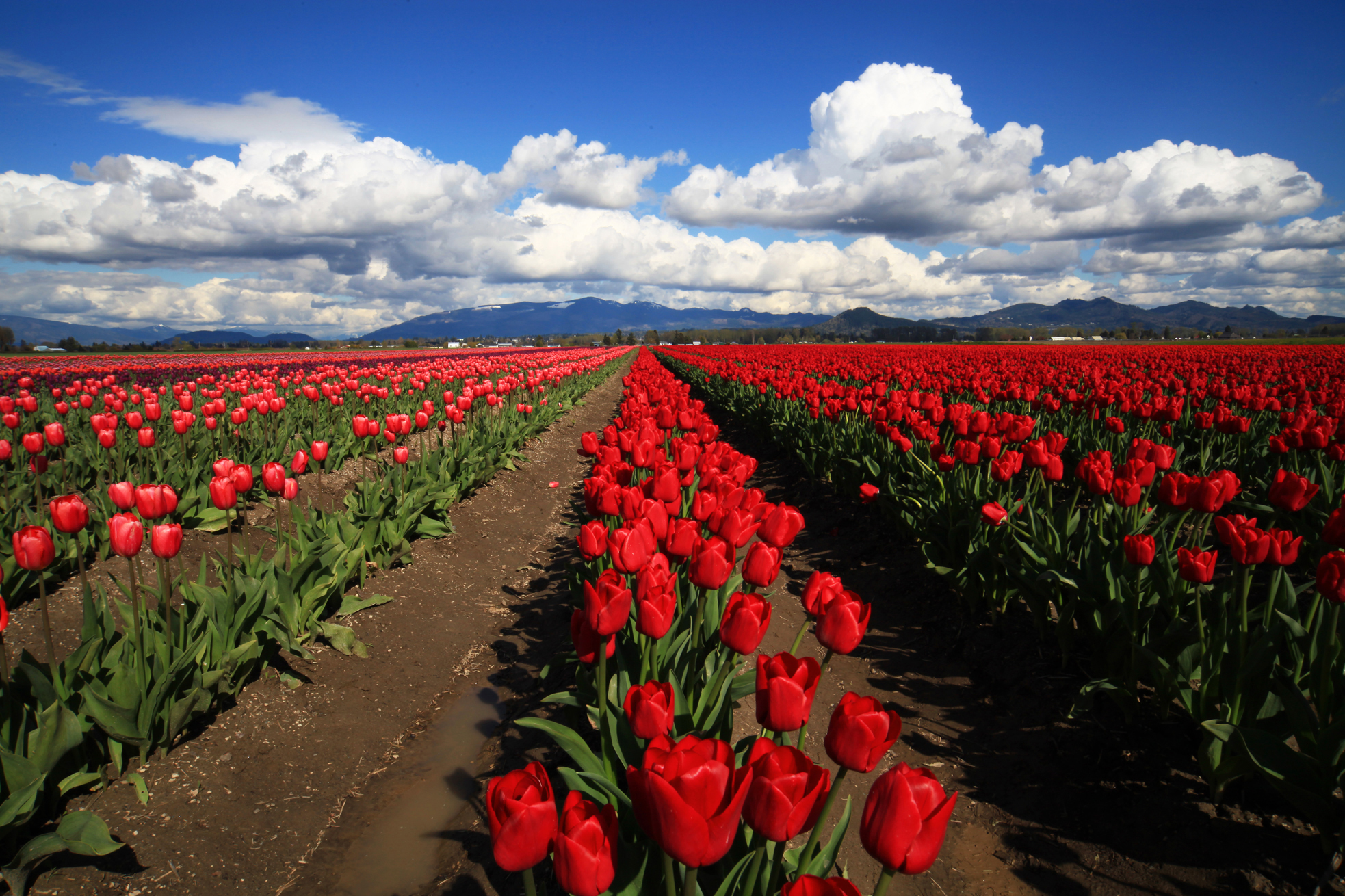 Tulip FieldsMt. Vernon, Washington Shutterbug