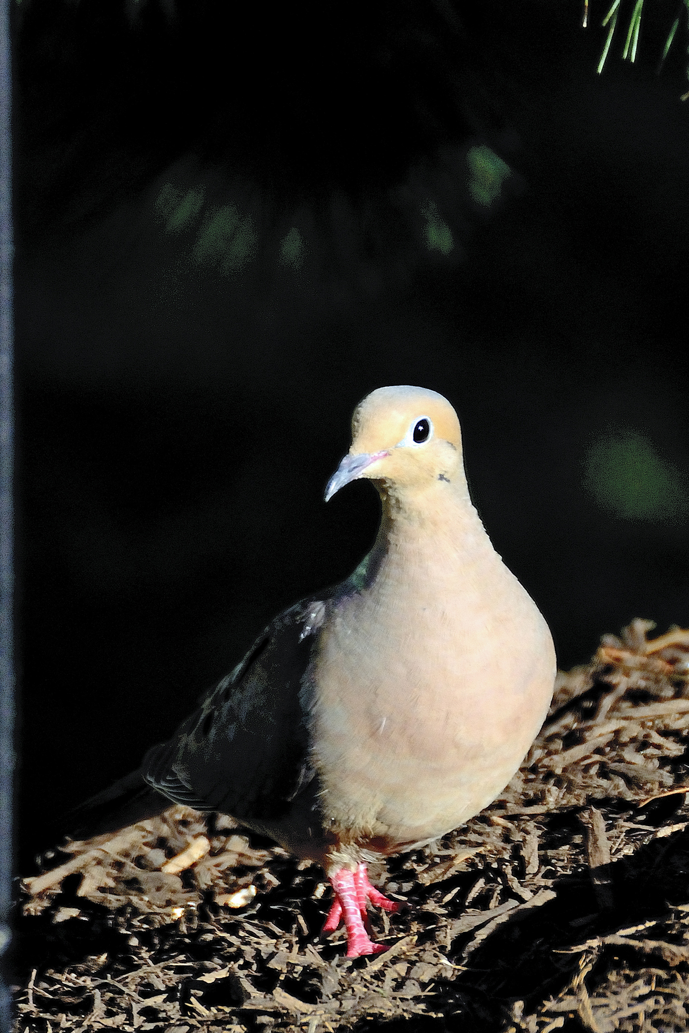 Evening Dove | Shutterbug