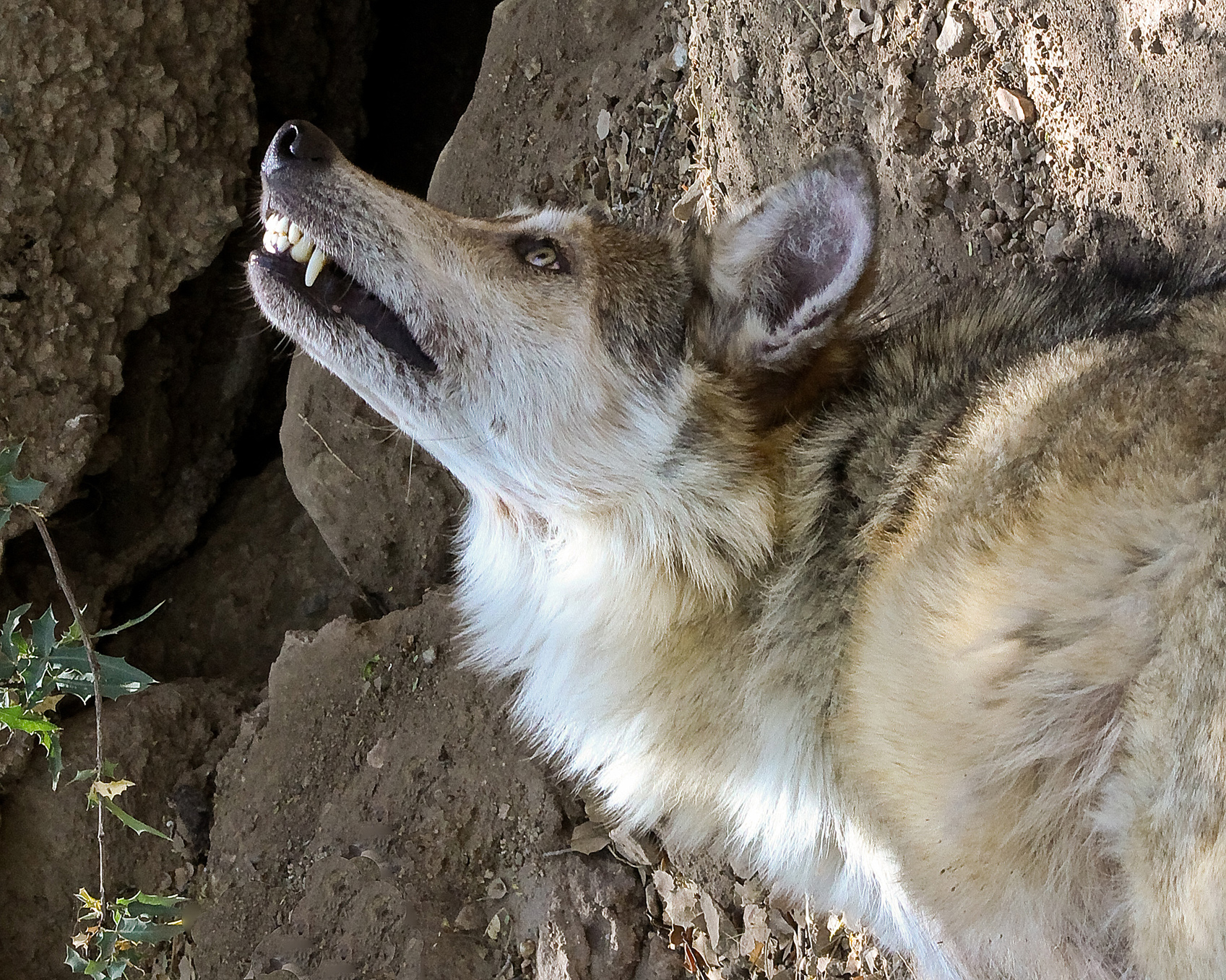 grey wolf forms