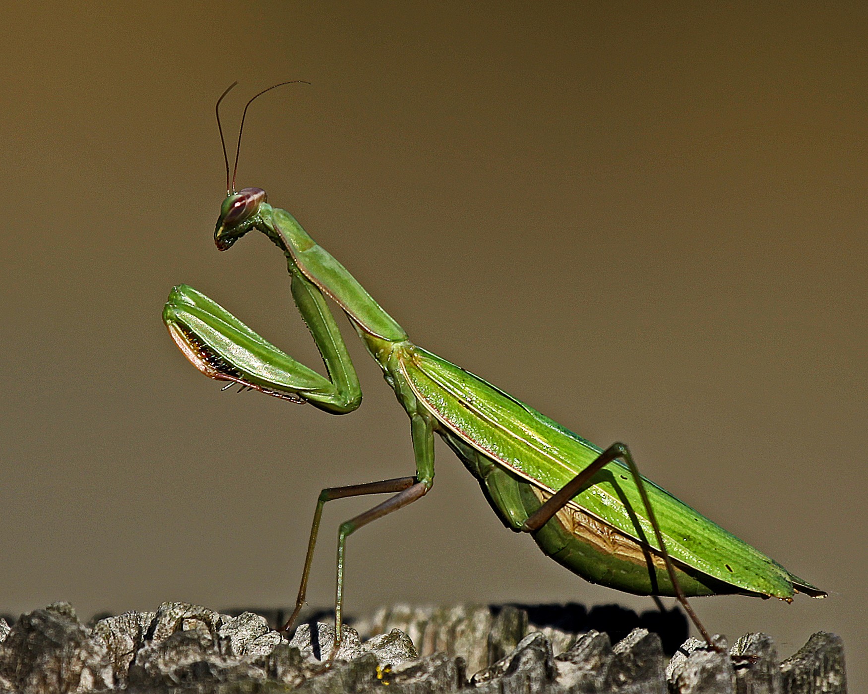 Praying Mantis on the Hunt | Shutterbug