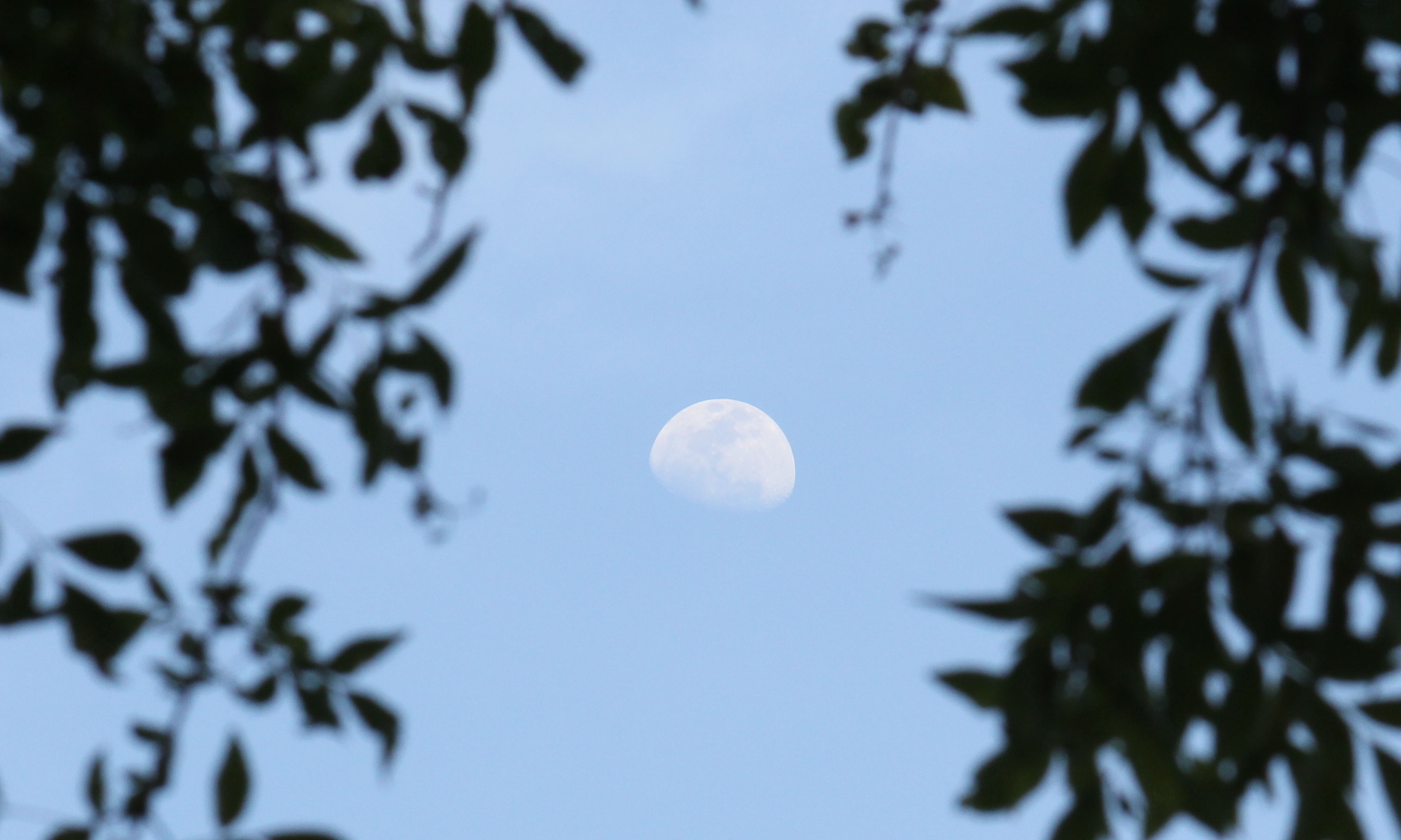 Moon @ Noon | Shutterbug