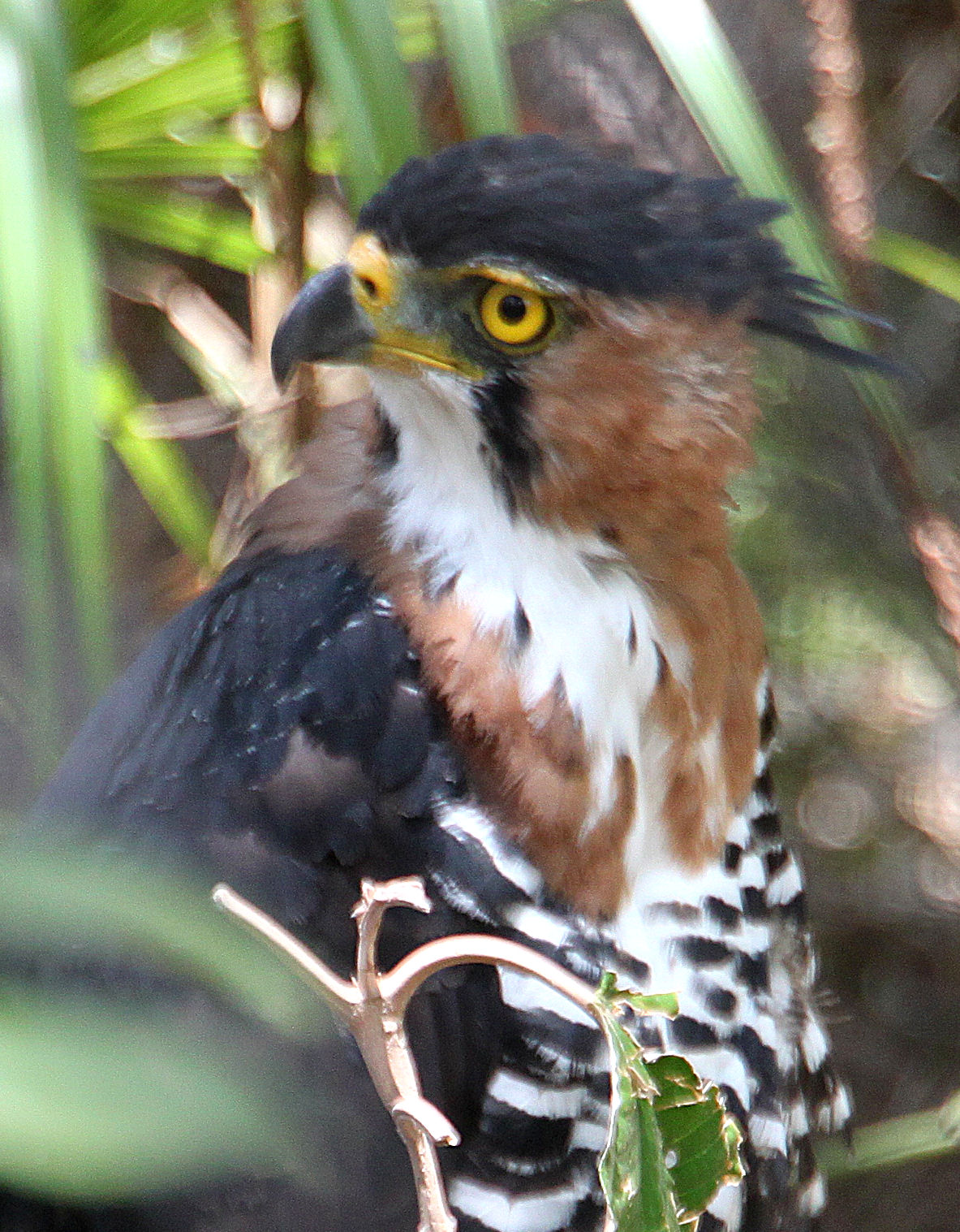 Ornate Hawk-Eagle | Shutterbug