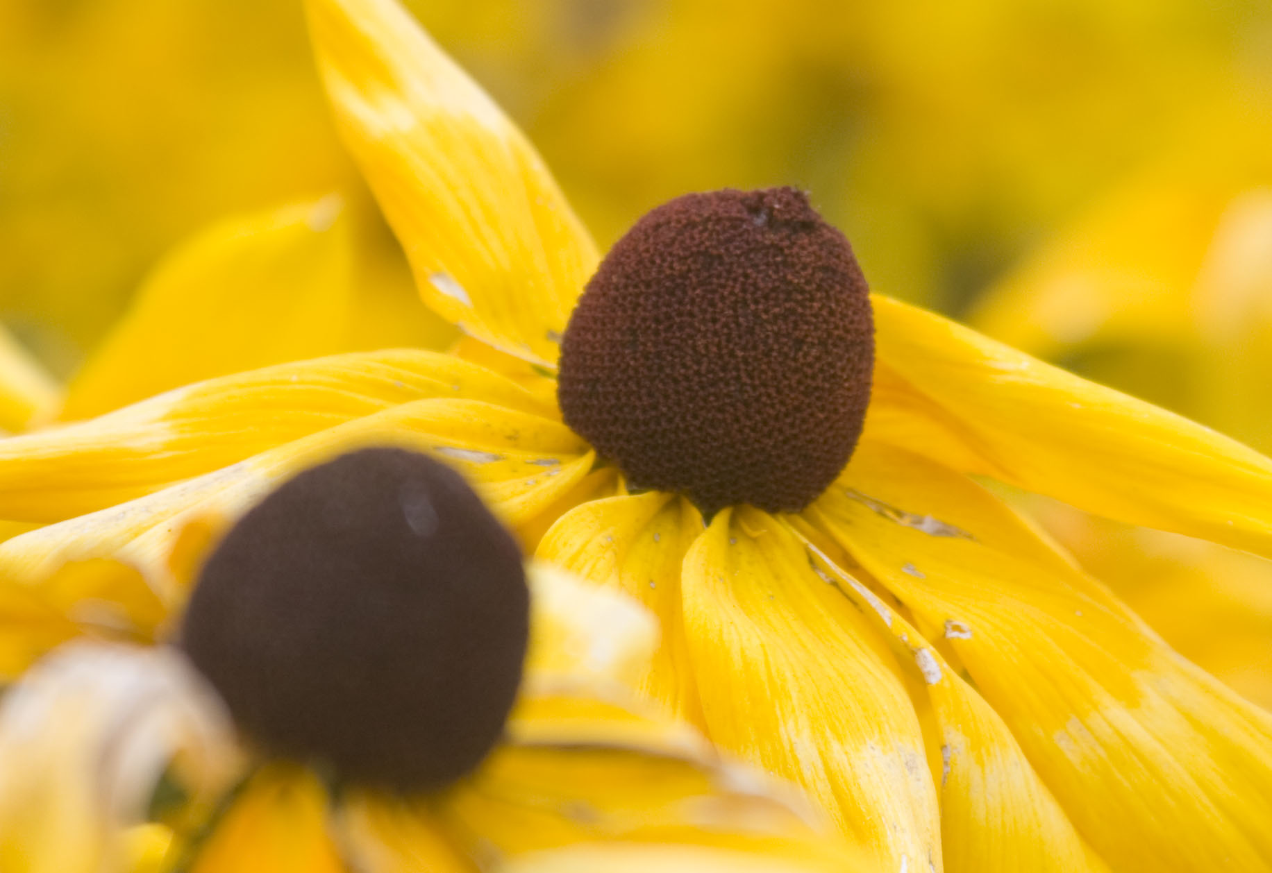 looking-at-the-sun-shutterbug