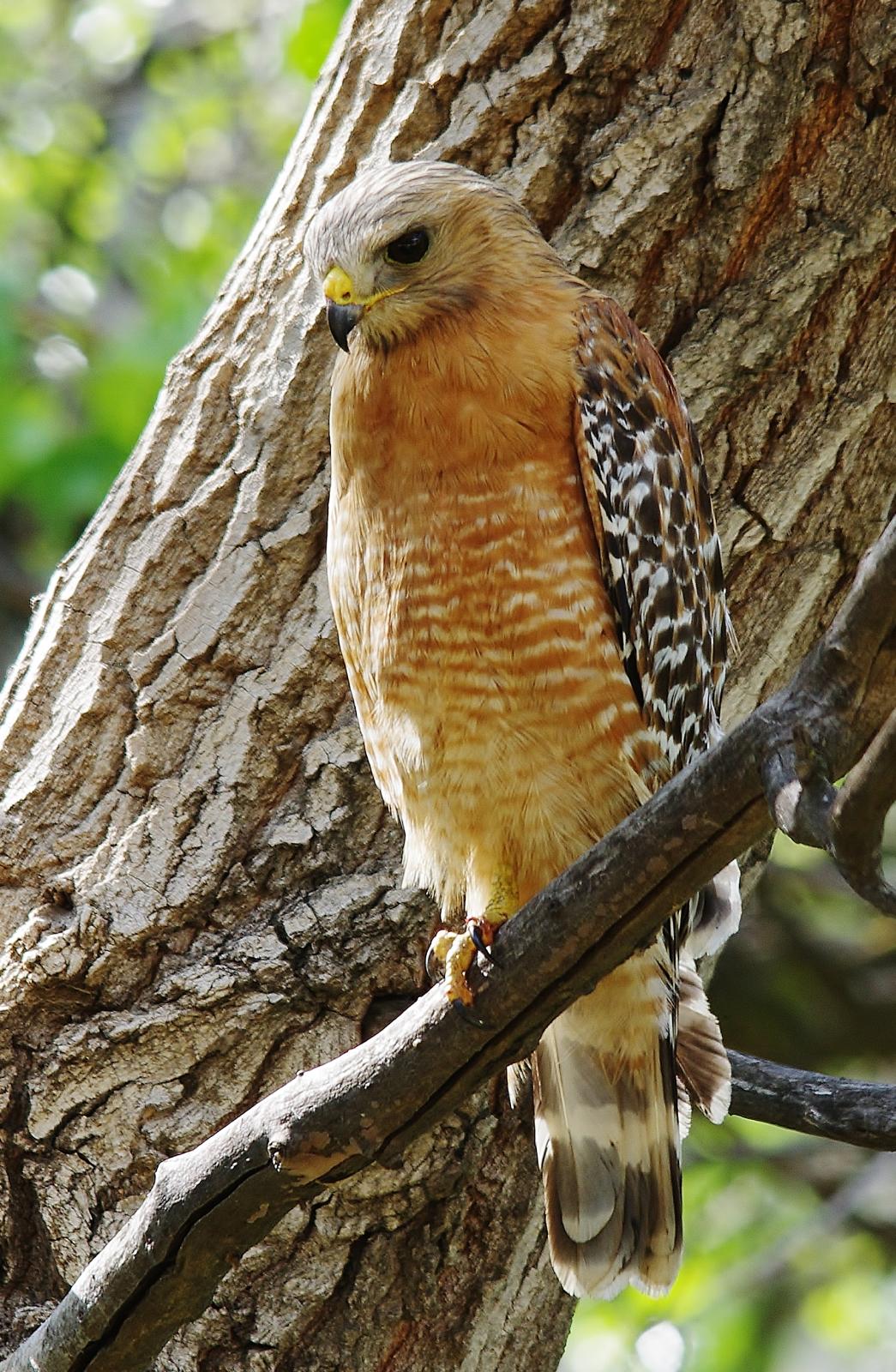 Red Shouldered Hawk | Shutterbug