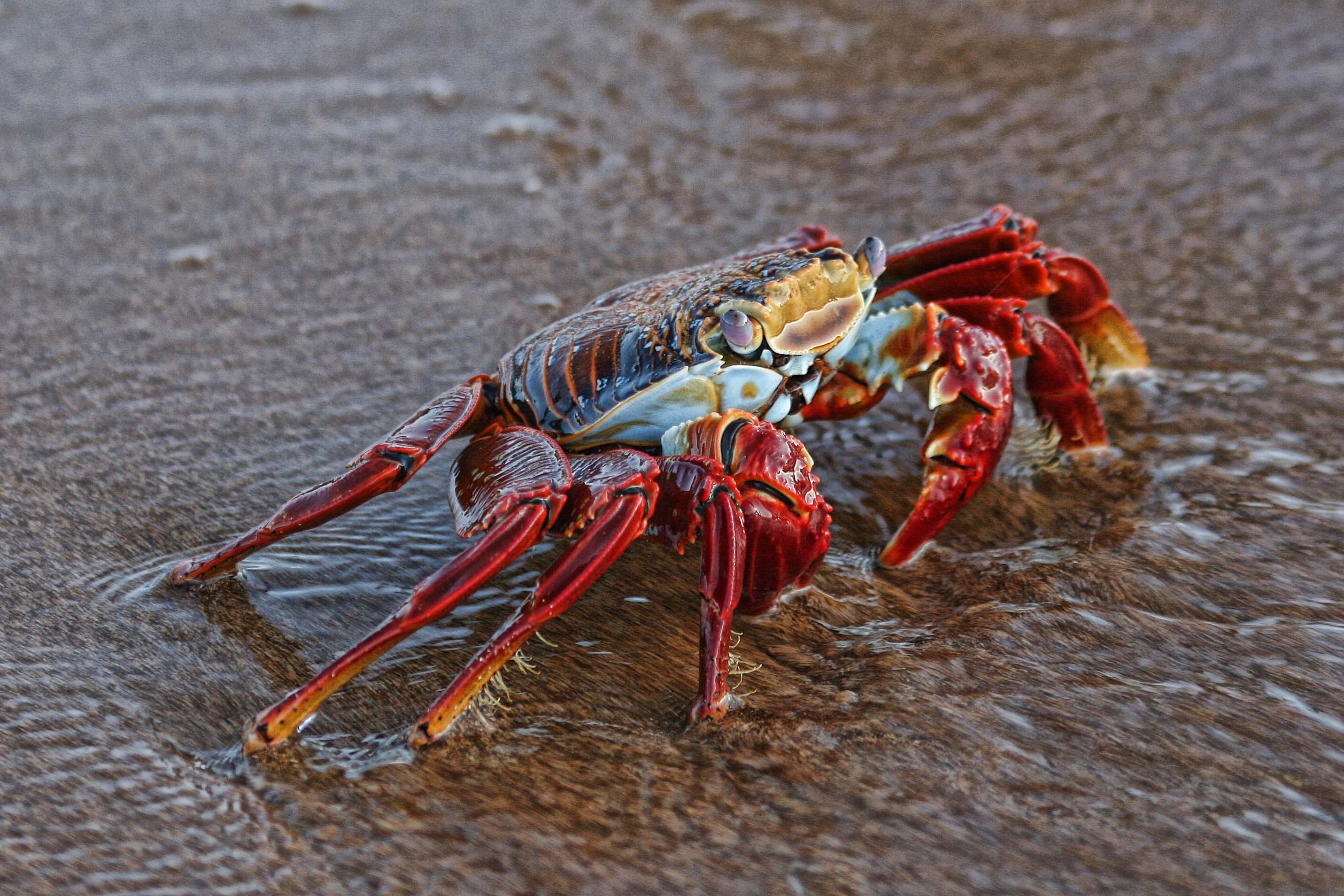 Sally Lightfoot Crab, Galapagos | Shutterbug