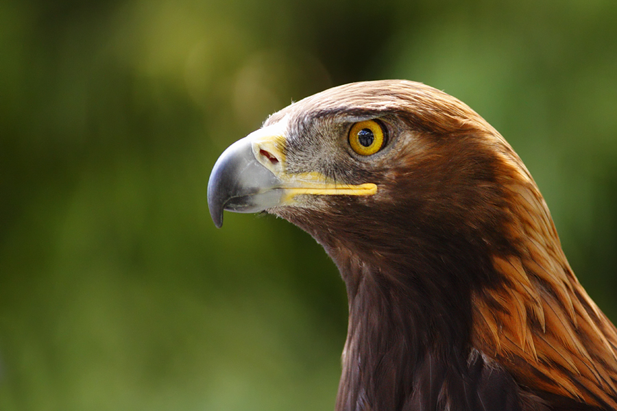 Golden Eagle Headshot | Shutterbug