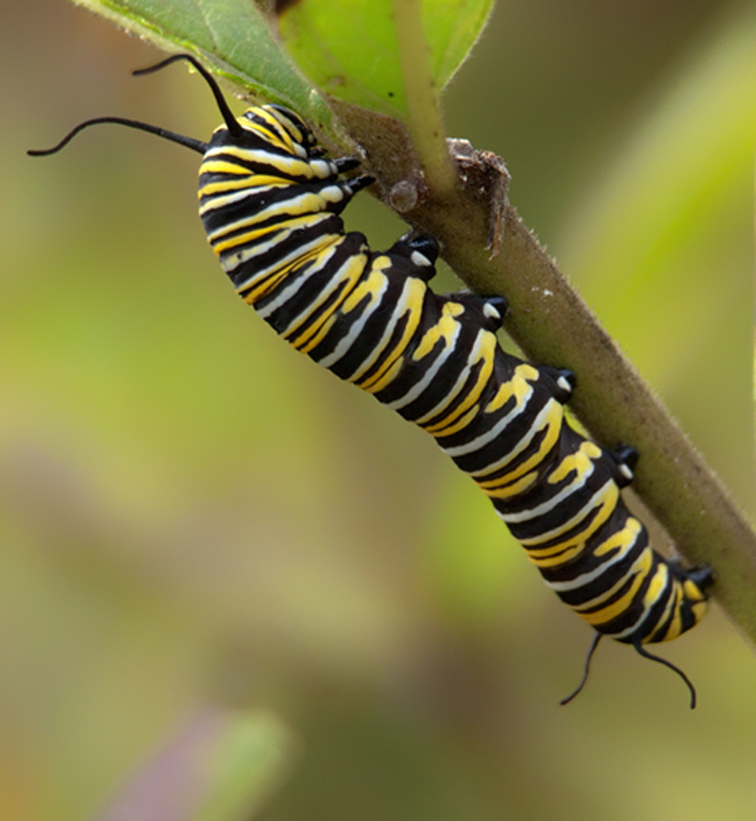 monarch-butterfly-larva-shutterbug