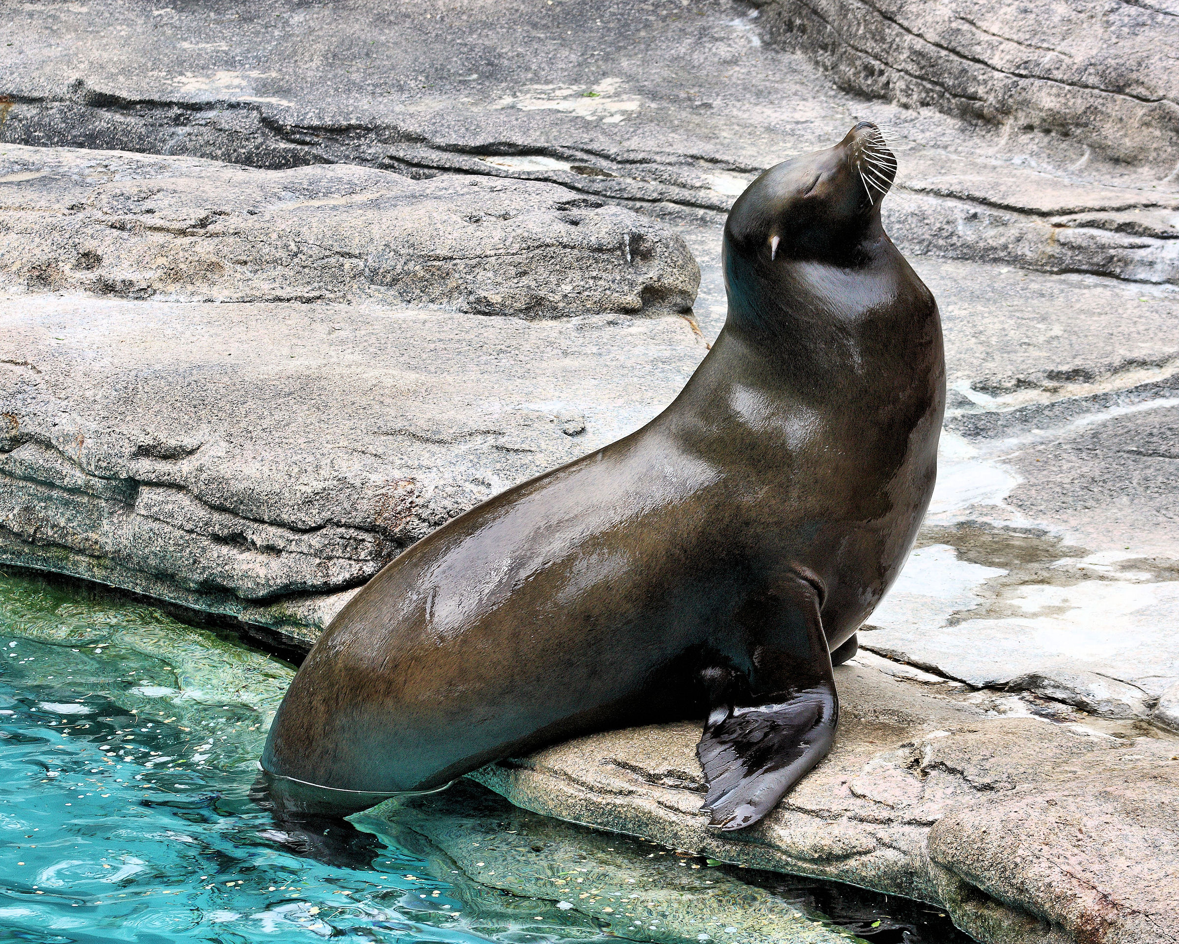 Seal Posing | Shutterbug