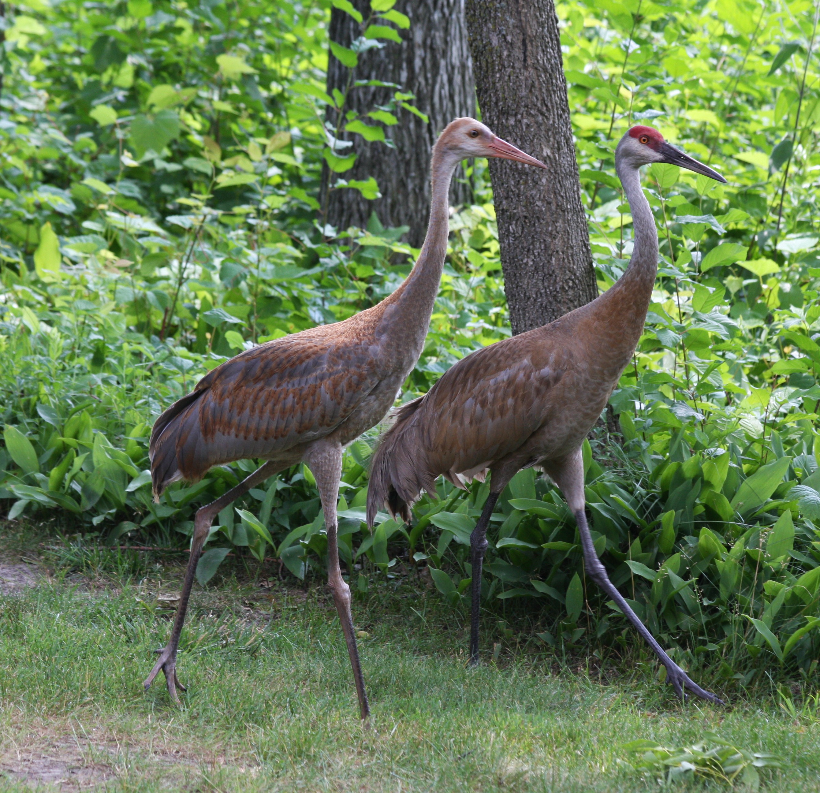 Sandhill Cranes | Shutterbug