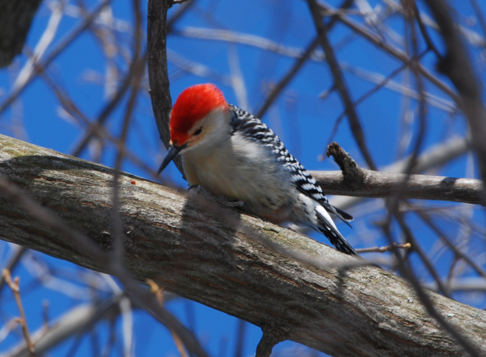 Red-bellied Woodpecker | Shutterbug