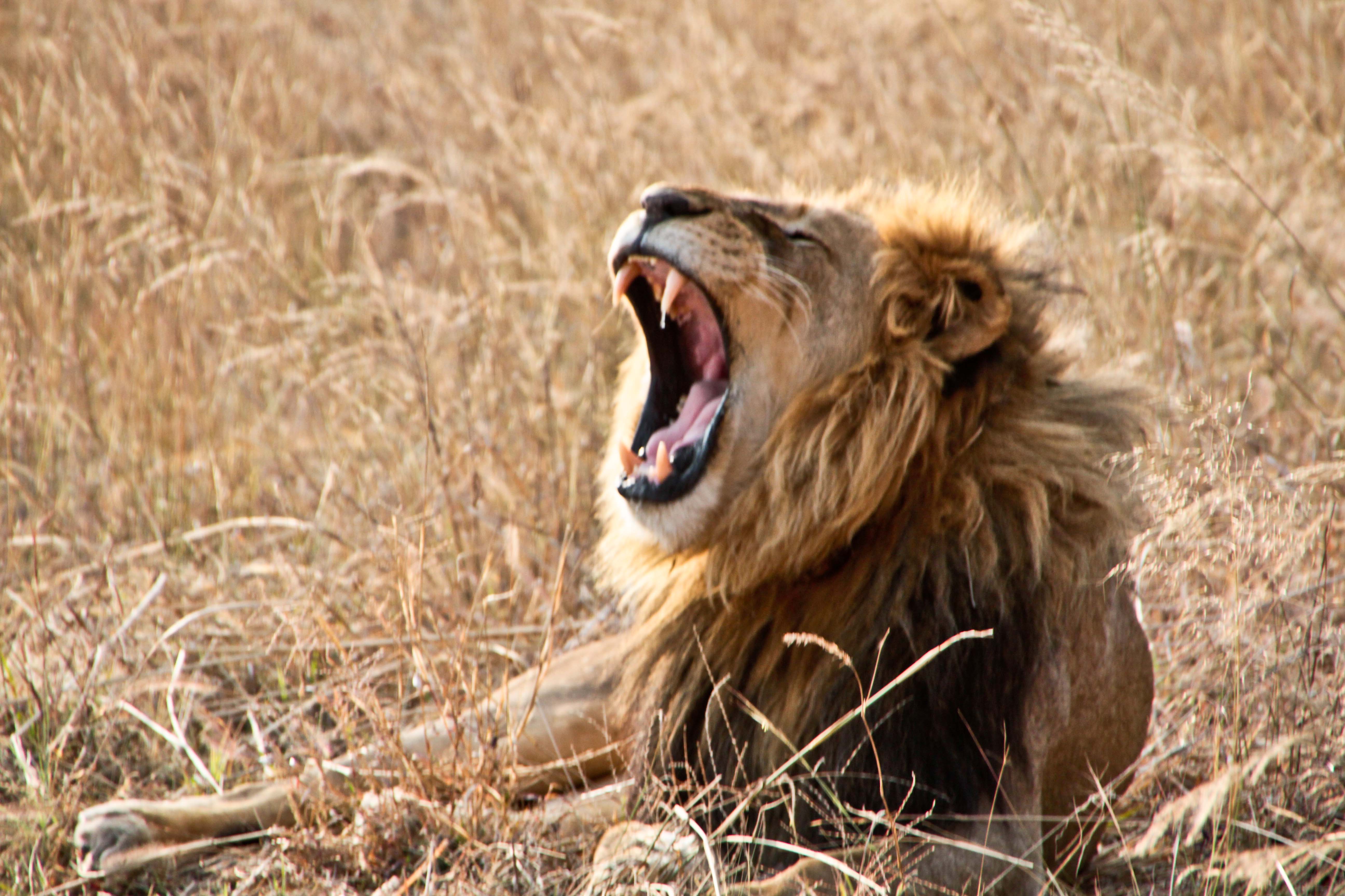 Yawning Lion | Shutterbug