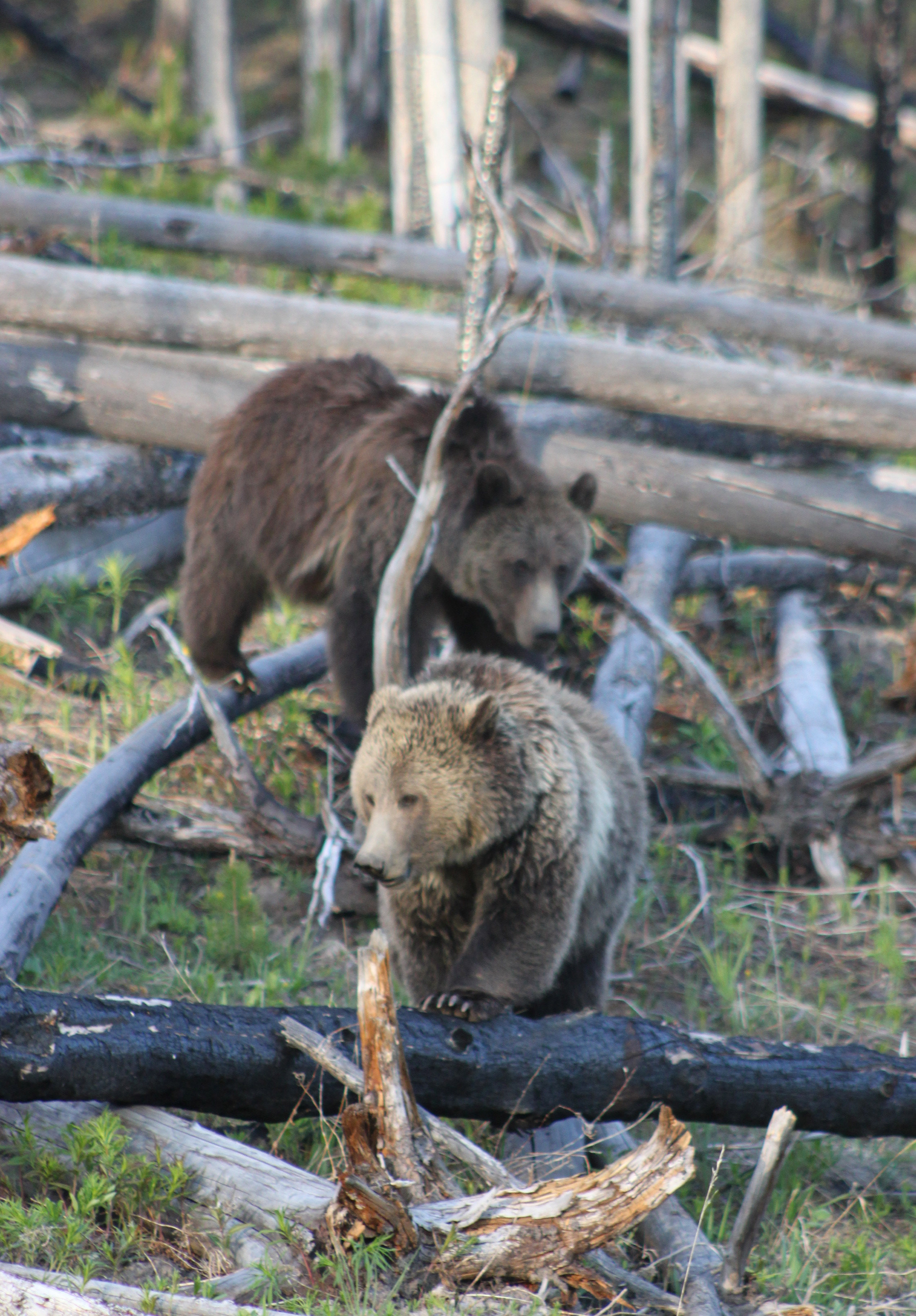 juvenile-grizzlies-walk-through-the-woods-shutterbug