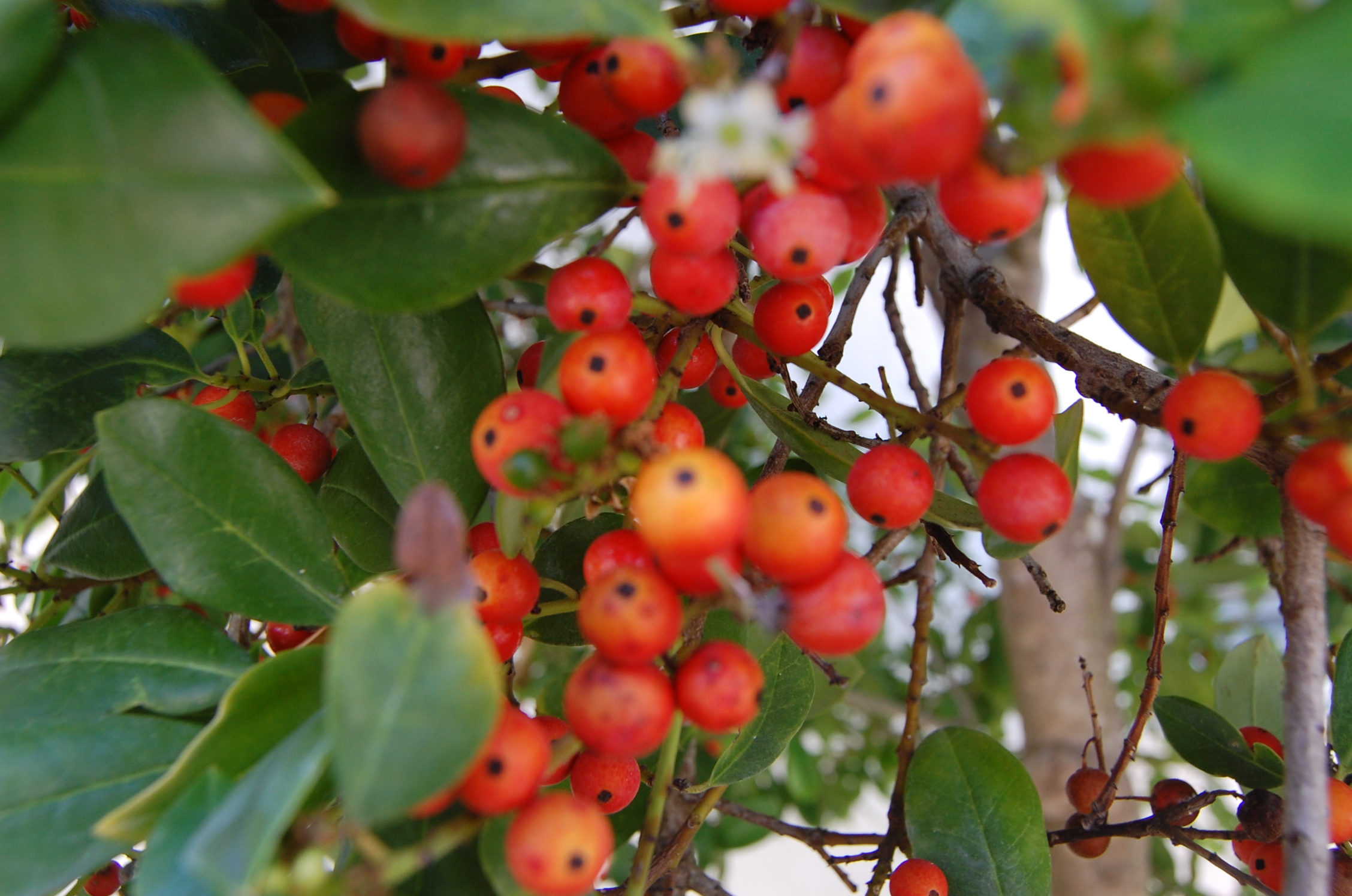 Florida Berries | Shutterbug