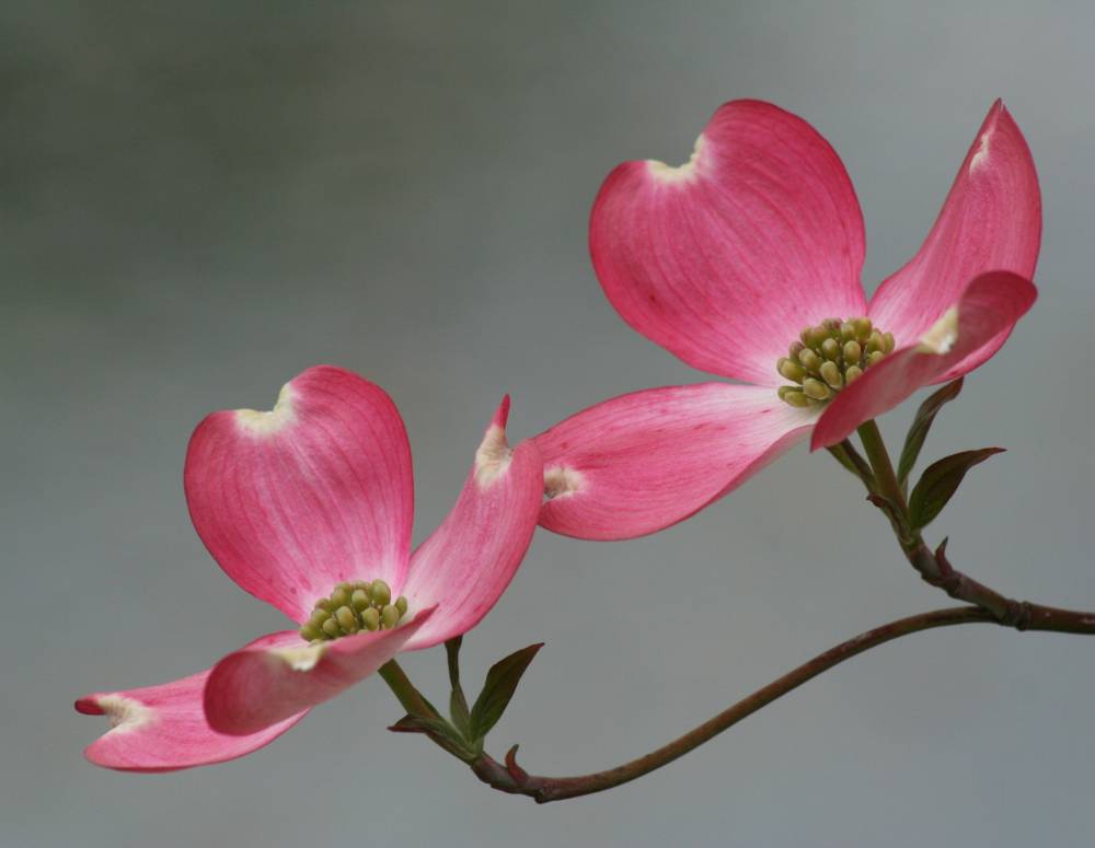 Pink Dogwood | Shutterbug