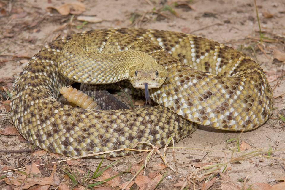 Mexican West Coast Rattlesnake | Shutterbug