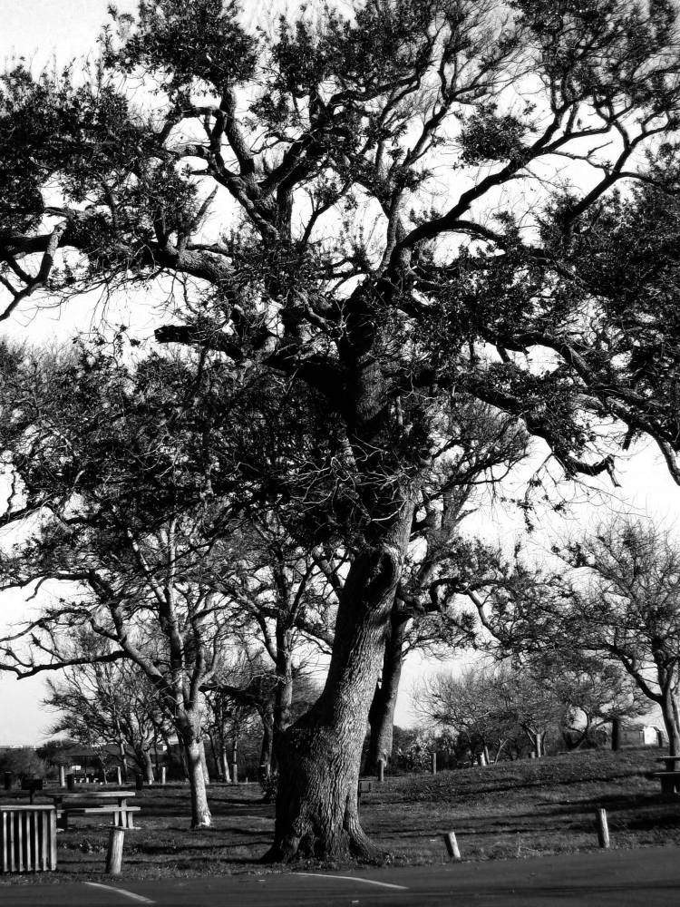 Tim's Tree | Shutterbug