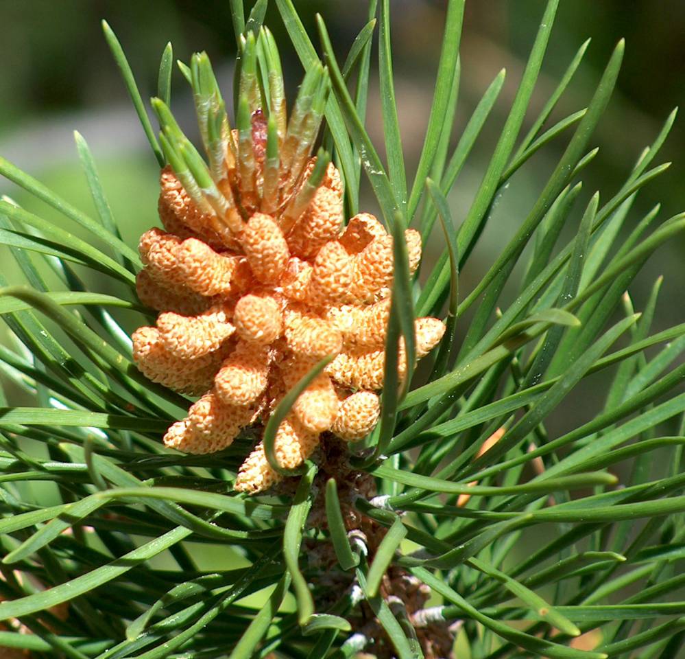 baby pine cone | Shutterbug