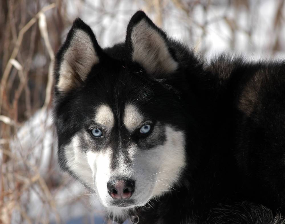 Nikko the Husky | Shutterbug