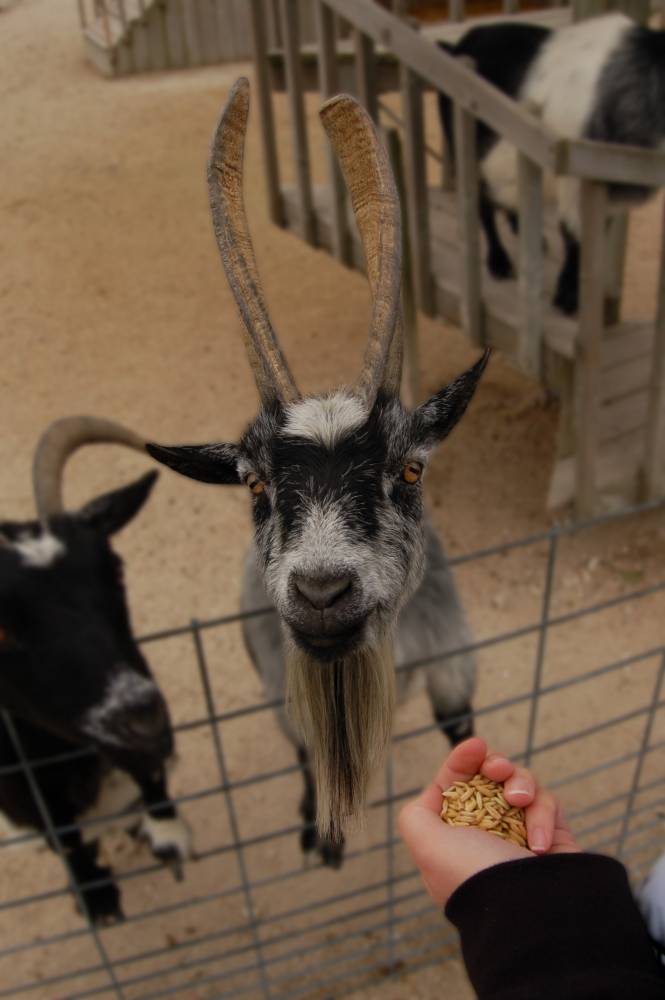 Billy The Goat Shutterbug   1922billygoat Copy 