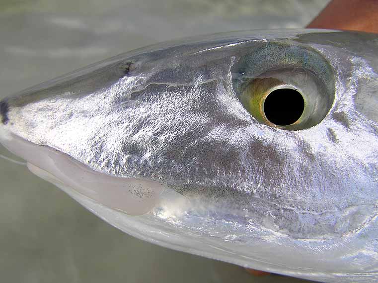 Bonefish_head_closeup_6 | Shutterbug