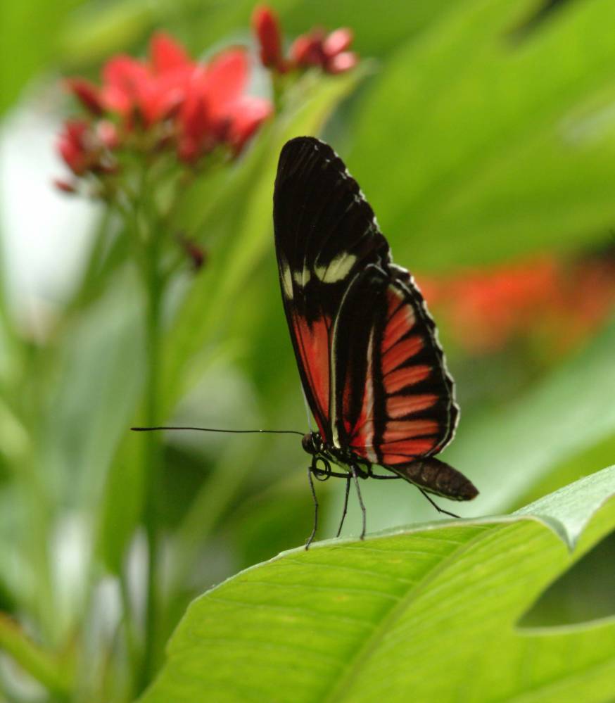 waiting-in-the-wings-shutterbug